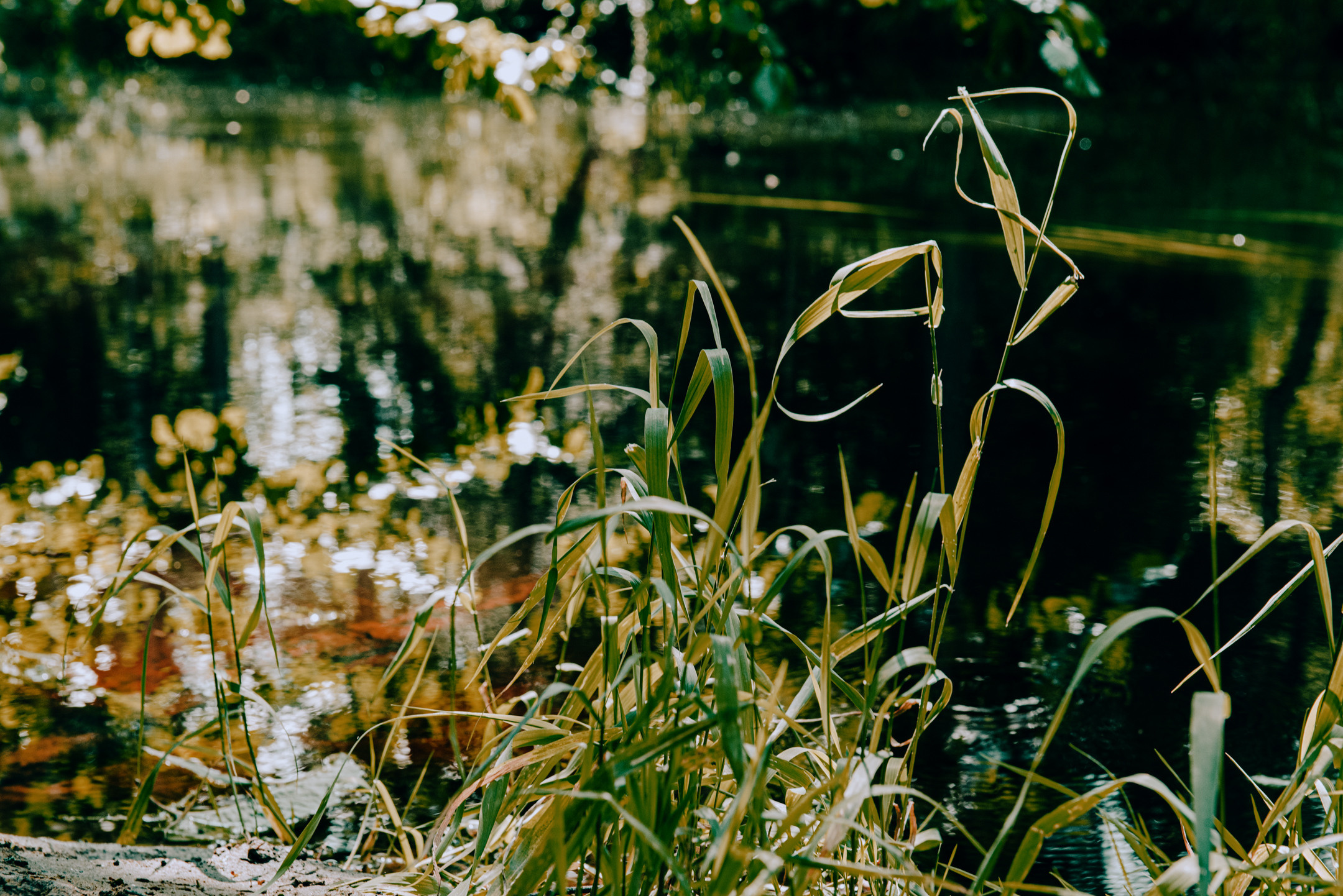 Линдуловская роща. Портретный и архитектурный фотограф в Москве и Санкт-Петербурге