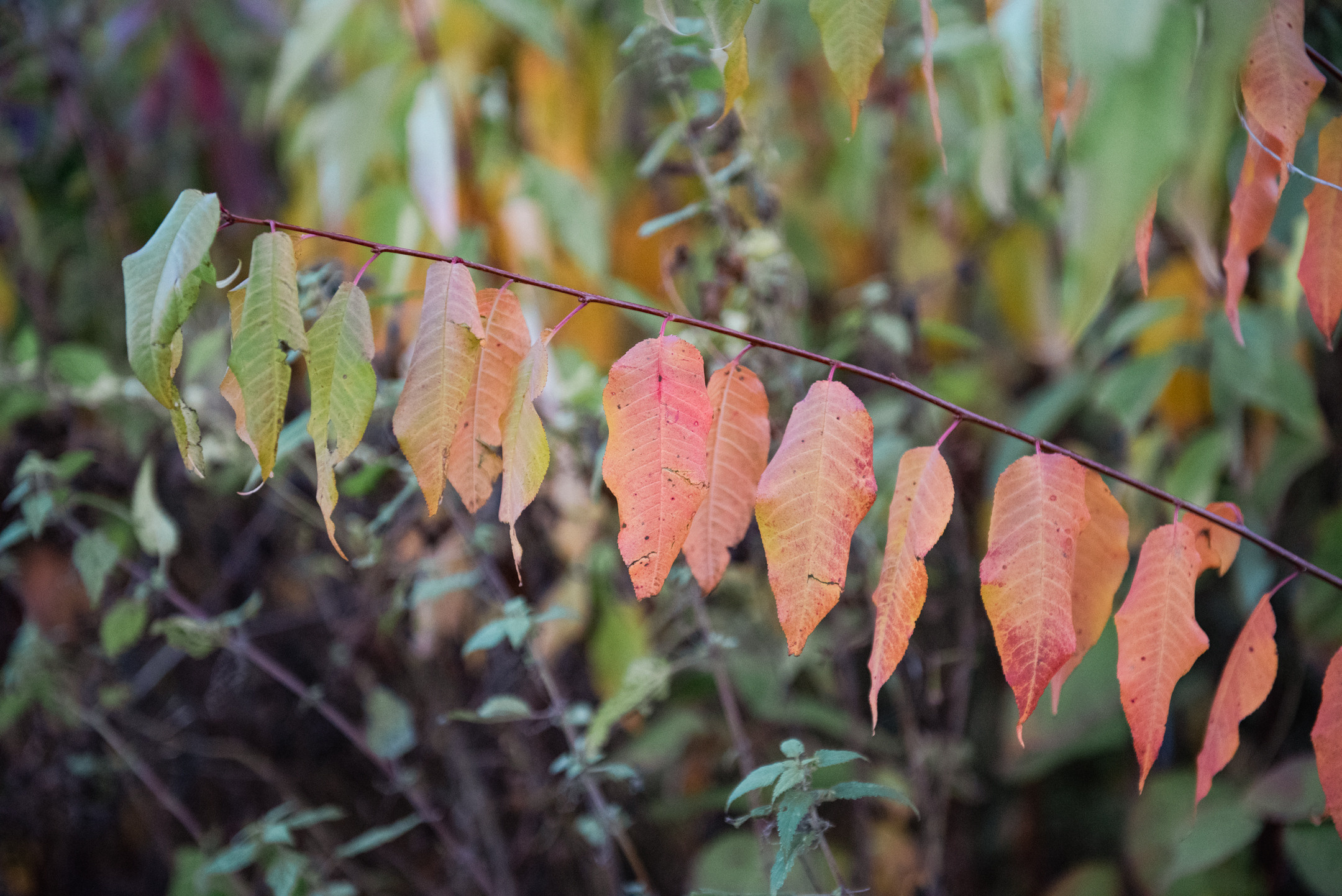 Природа. Портретный и архитектурный фотограф в Москве и Санкт-Петербурге