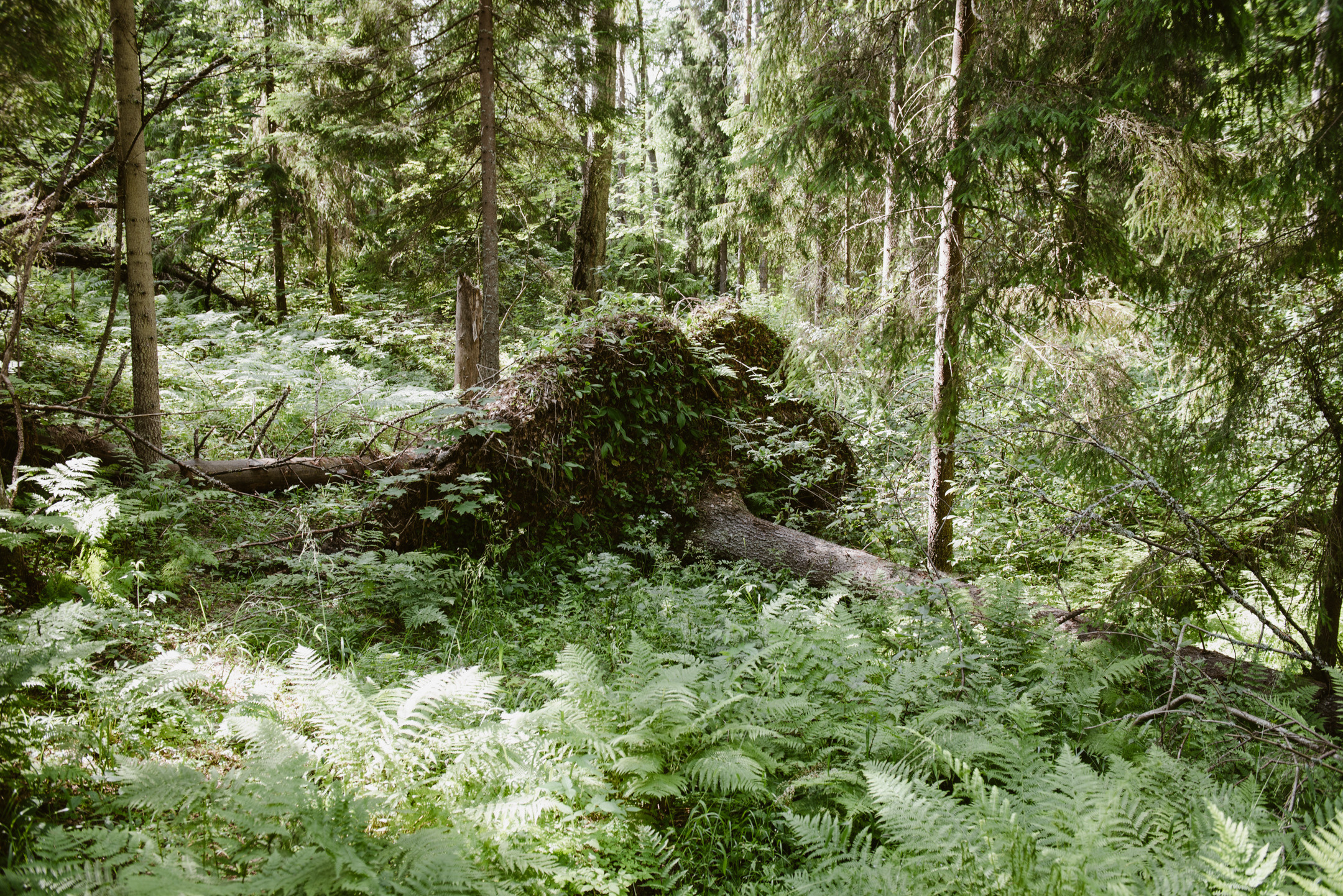 Линдуловская роща. Портретный и архитектурный фотограф в Москве и Санкт-Петербурге