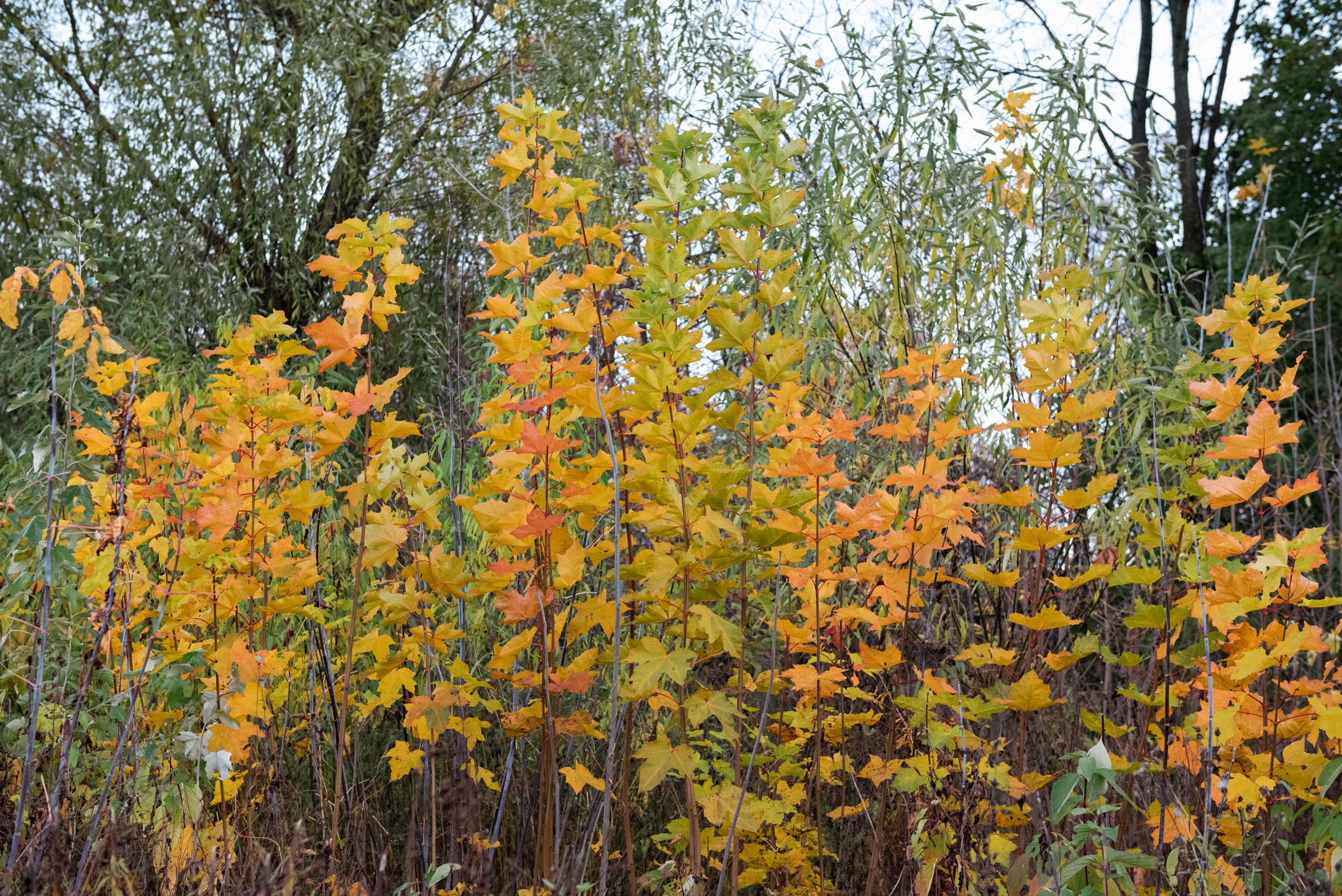 Природа. Портретный и архитектурный фотограф в Москве и Санкт-Петербурге