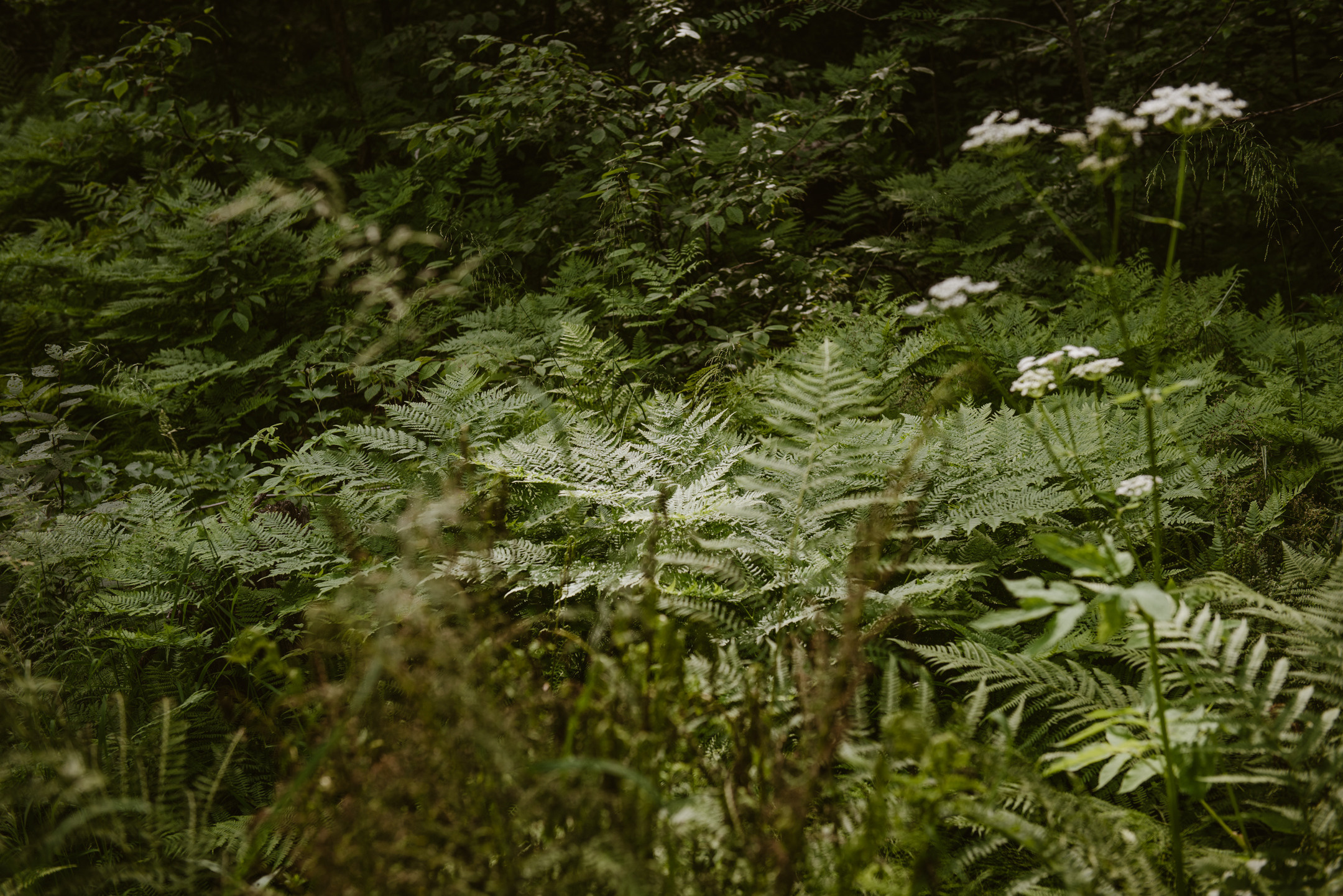 Линдуловская роща. Портретный и архитектурный фотограф в Москве и Санкт-Петербурге