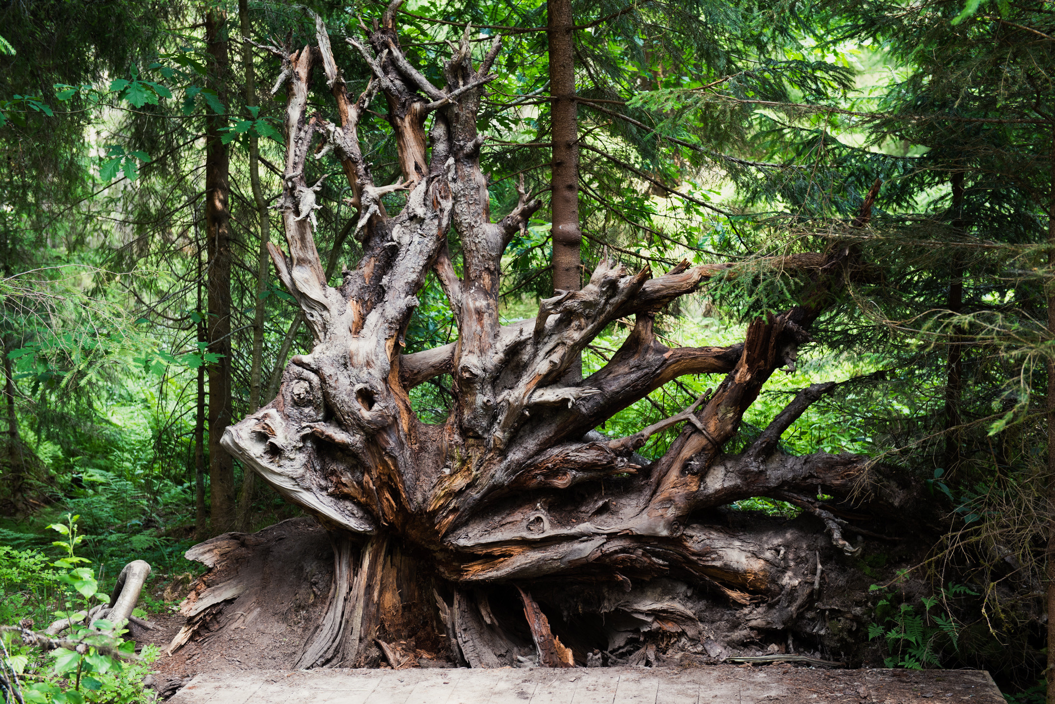 Линдуловская роща. Портретный и архитектурный фотограф в Москве и Санкт-Петербурге