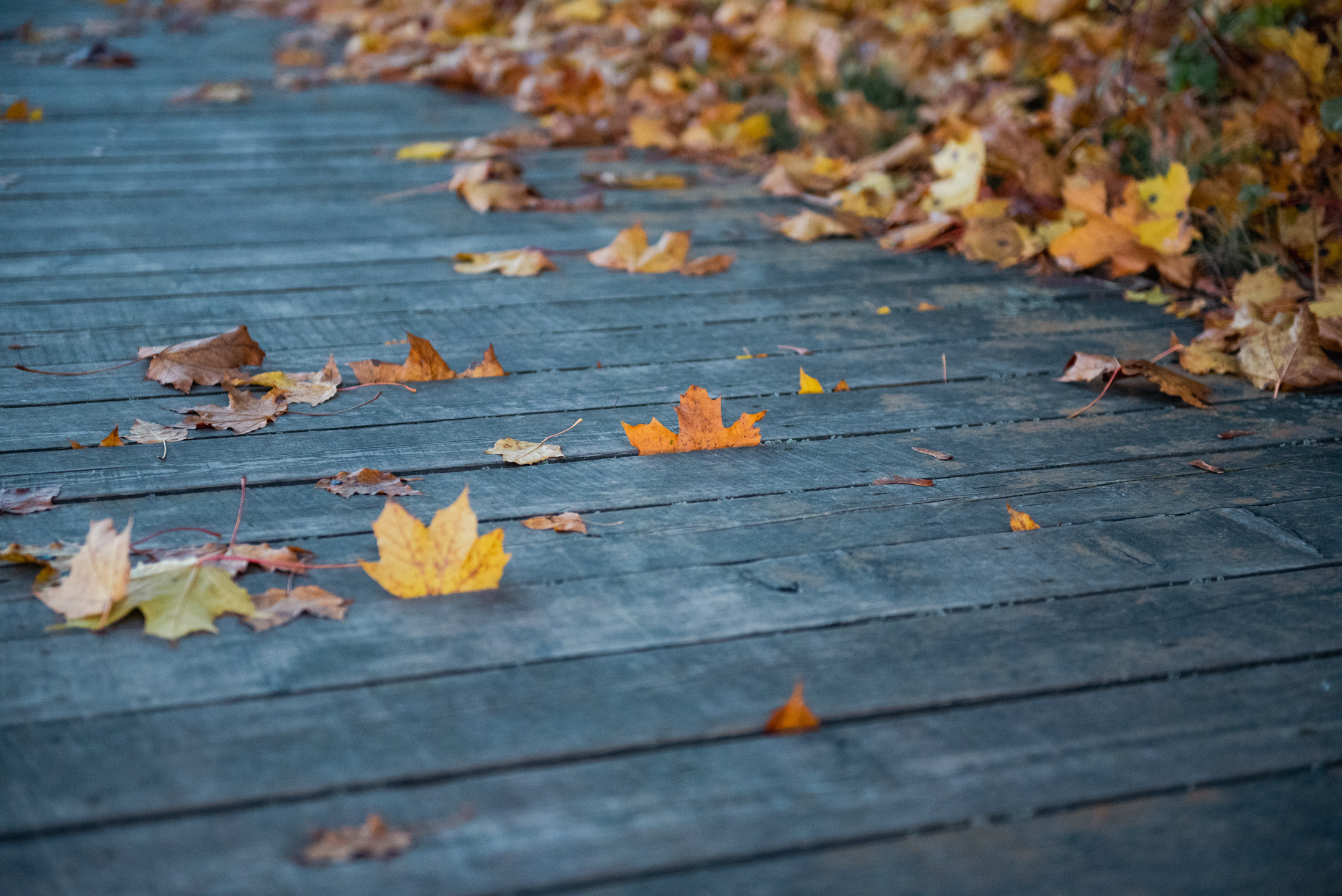 Природа. Портретный и архитектурный фотограф в Москве и Санкт-Петербурге