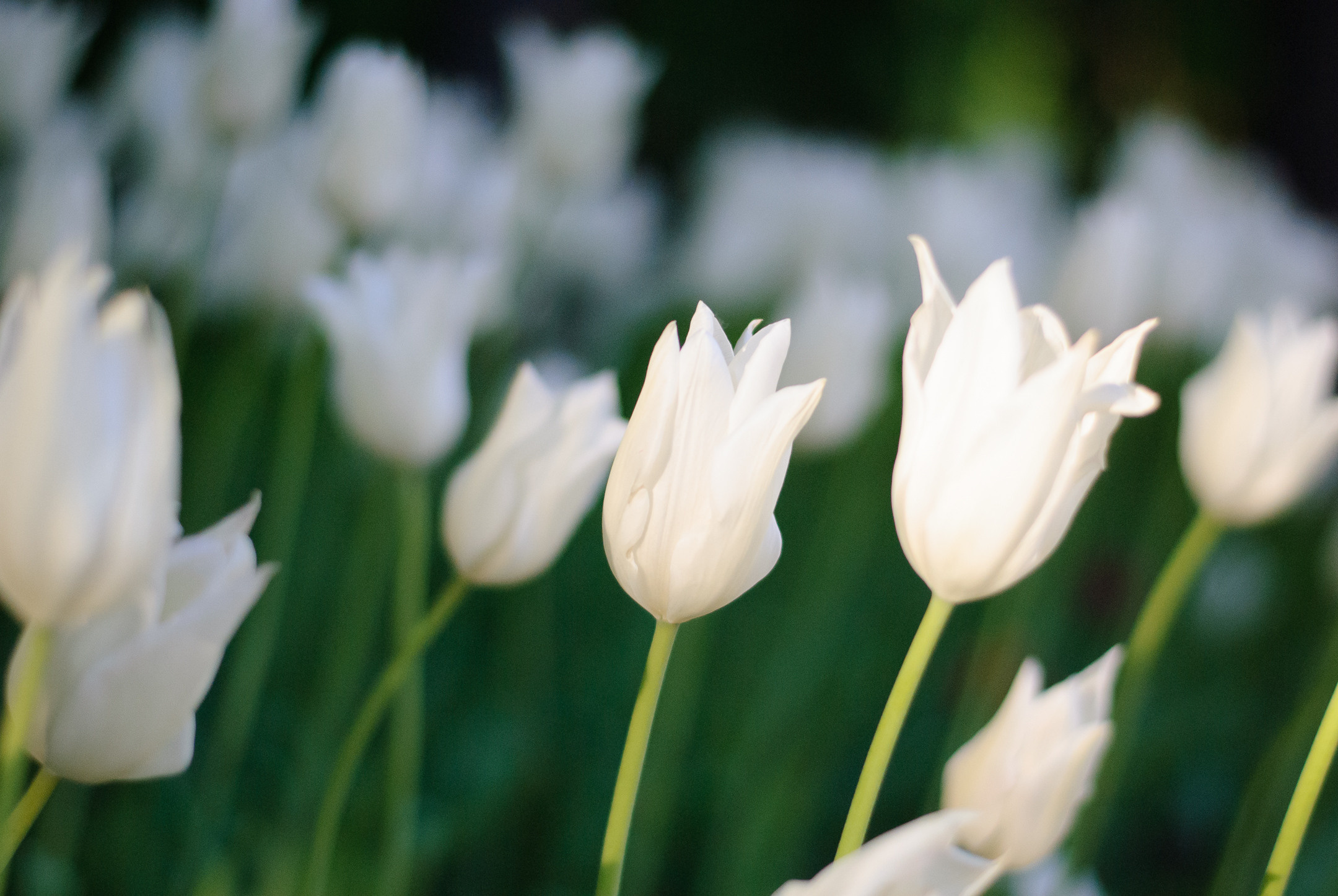 Природа. Портретный и архитектурный фотограф в Москве и Санкт-Петербурге
