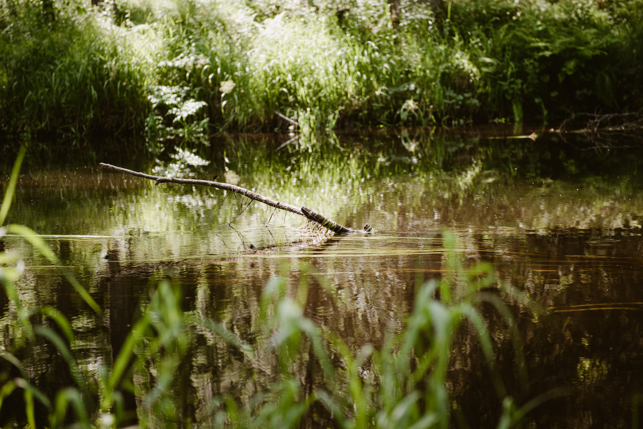 Линдуловская роща. Портретный и архитектурный фотограф в Москве и Санкт-Петербурге