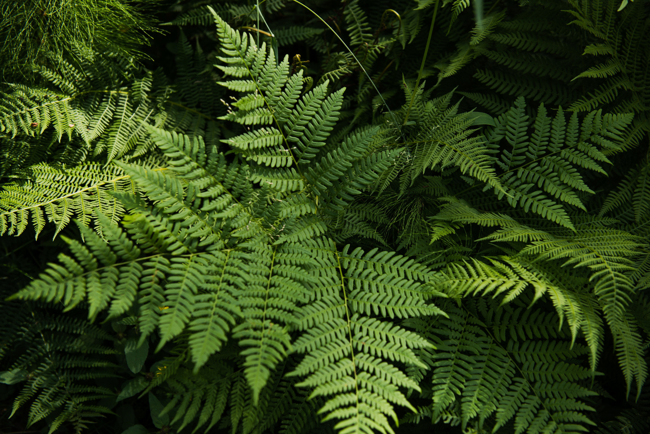 Линдуловская роща. Портретный и архитектурный фотограф в Москве и Санкт-Петербурге