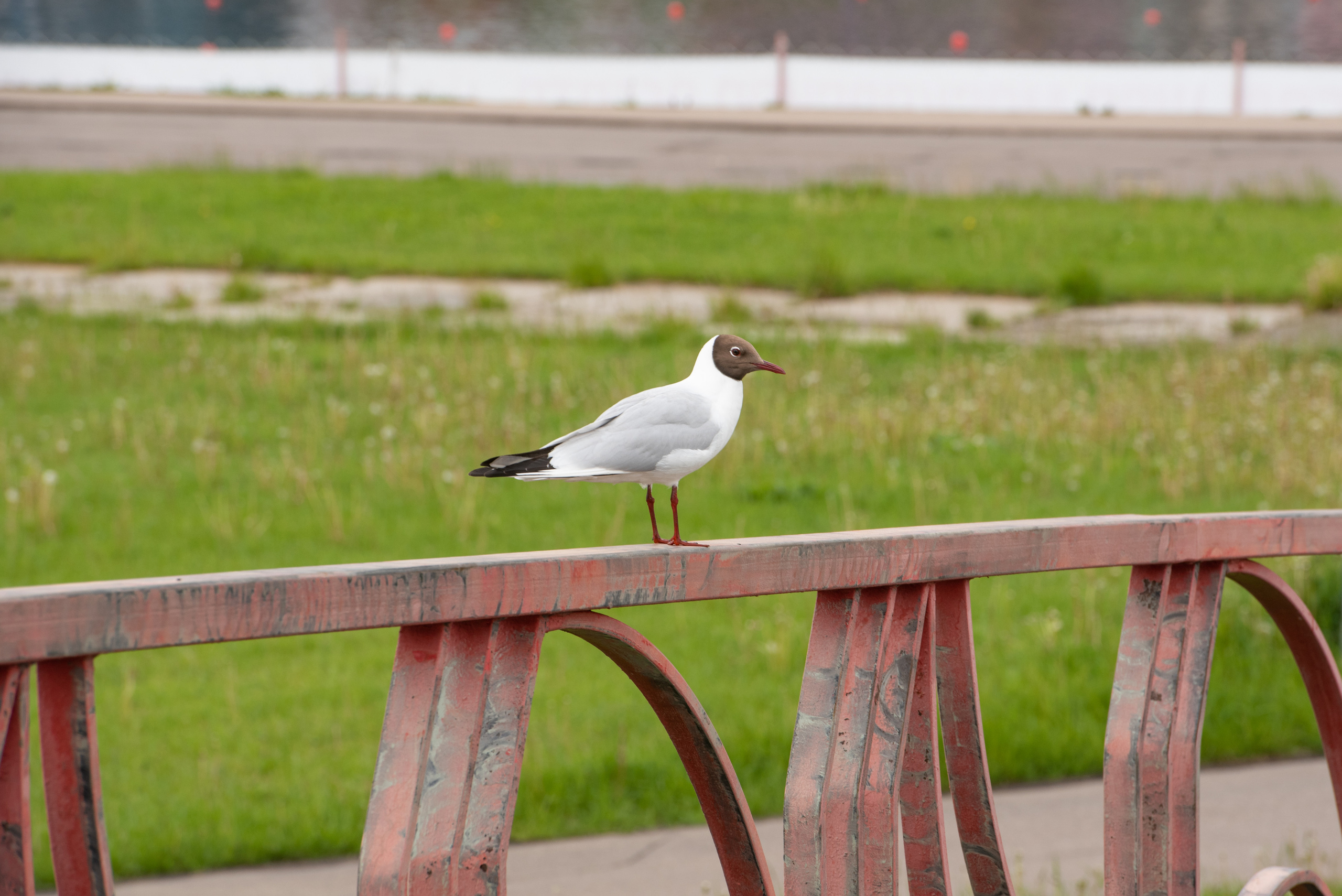 Регата. Портретный и архитектурный фотограф в Москве и Санкт-Петербурге