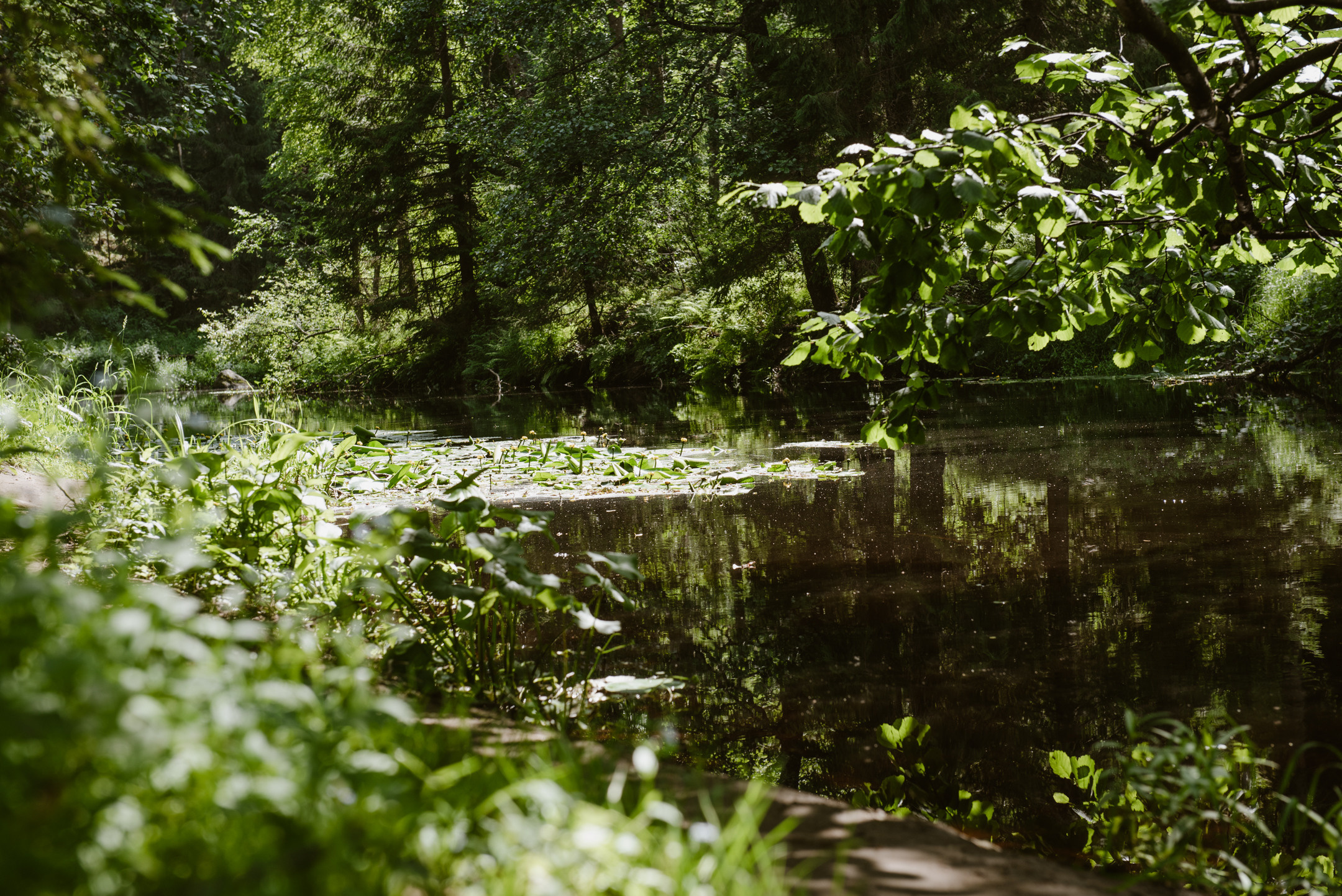 Линдуловская роща. Портретный и архитектурный фотограф в Москве и Санкт-Петербурге