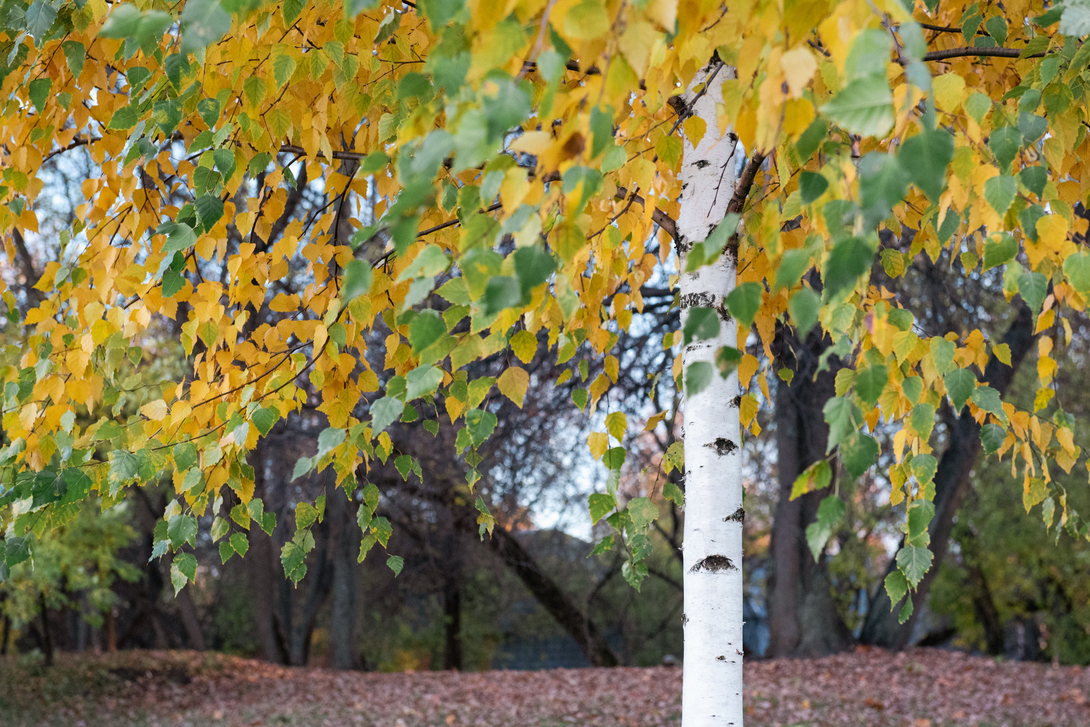 Природа. Портретный и архитектурный фотограф в Москве и Санкт-Петербурге