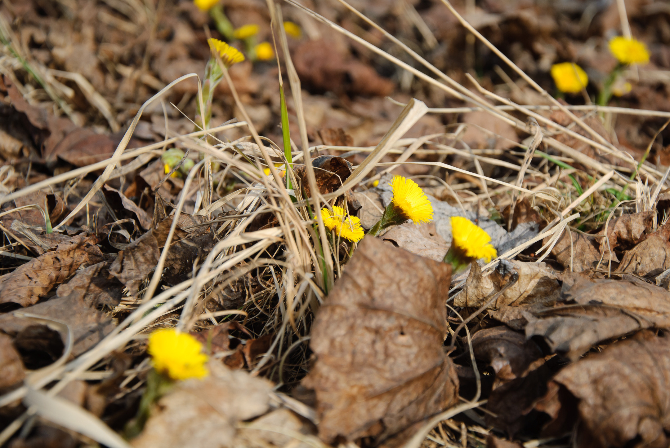 Природа. Портретный и архитектурный фотограф в Москве и Санкт-Петербурге