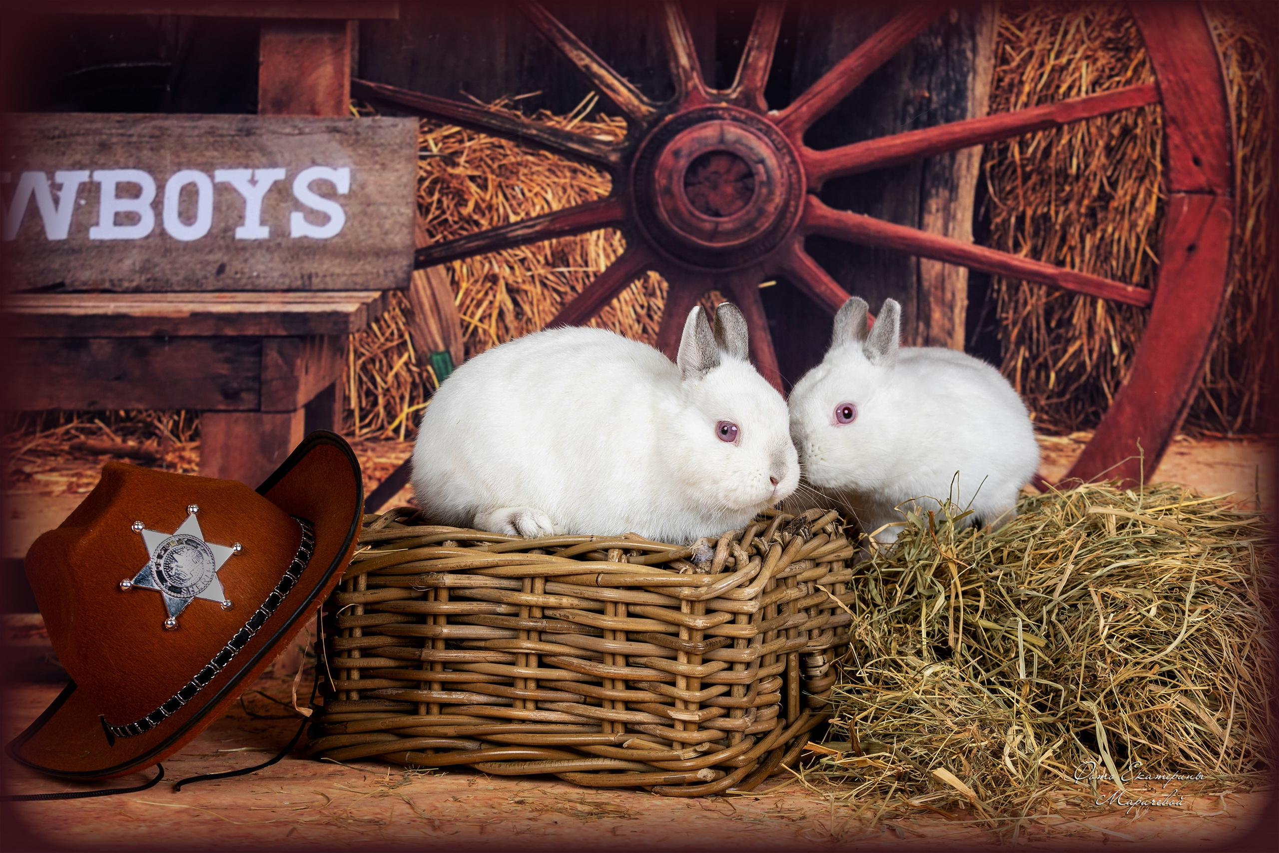 Тематические фоны с рисунком. Фотограф-анималист в Омске Екатерина Маричева