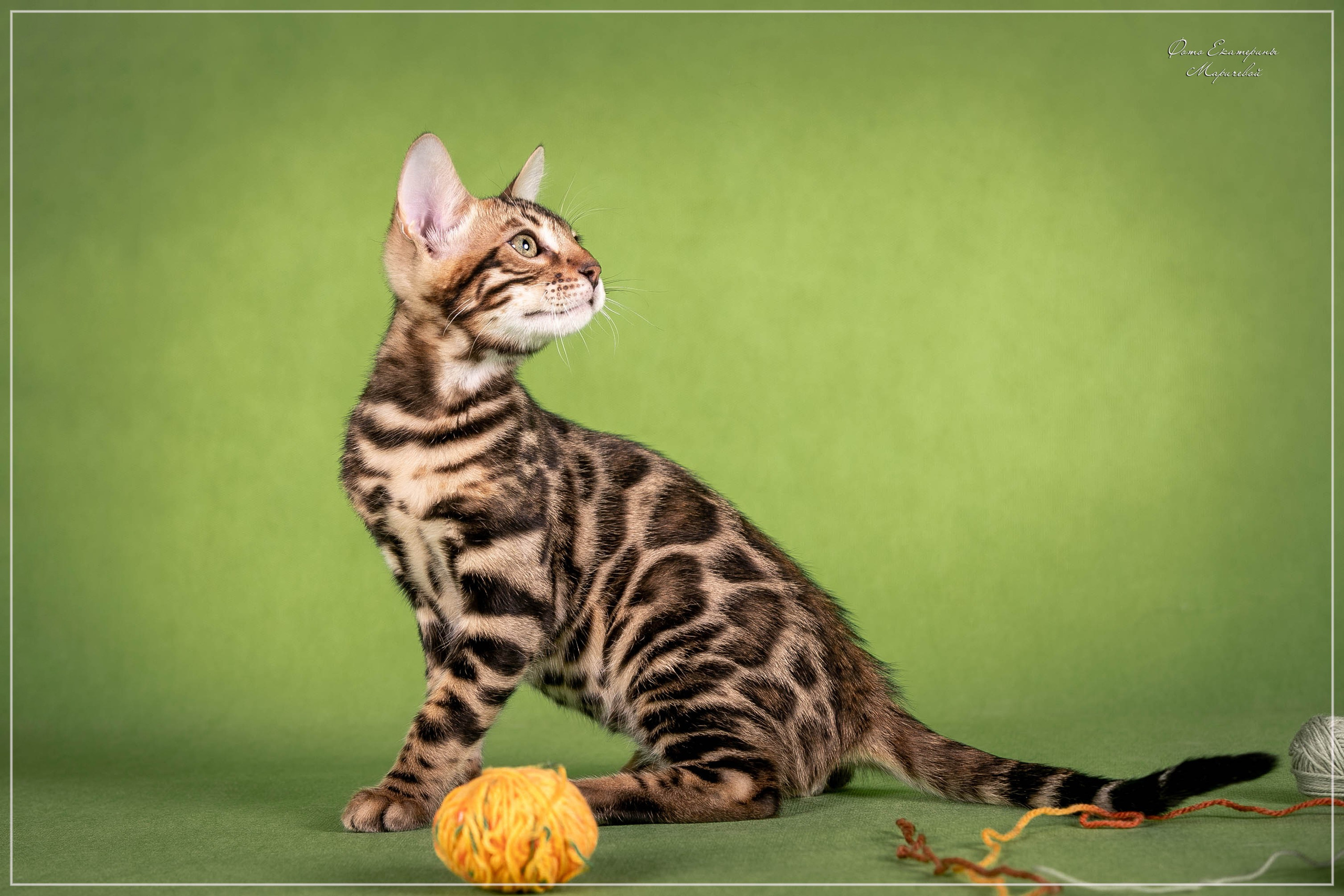 Стендовая съёмка на выставках кошек. Фотограф-анималист в Омске Екатерина Маричева