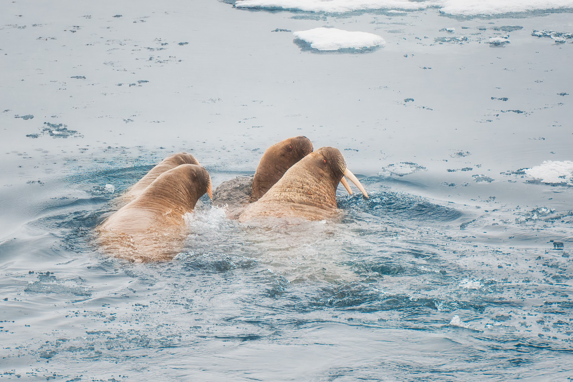 Арктика. Аэросъемка в Архангельске, Александр Ермолин