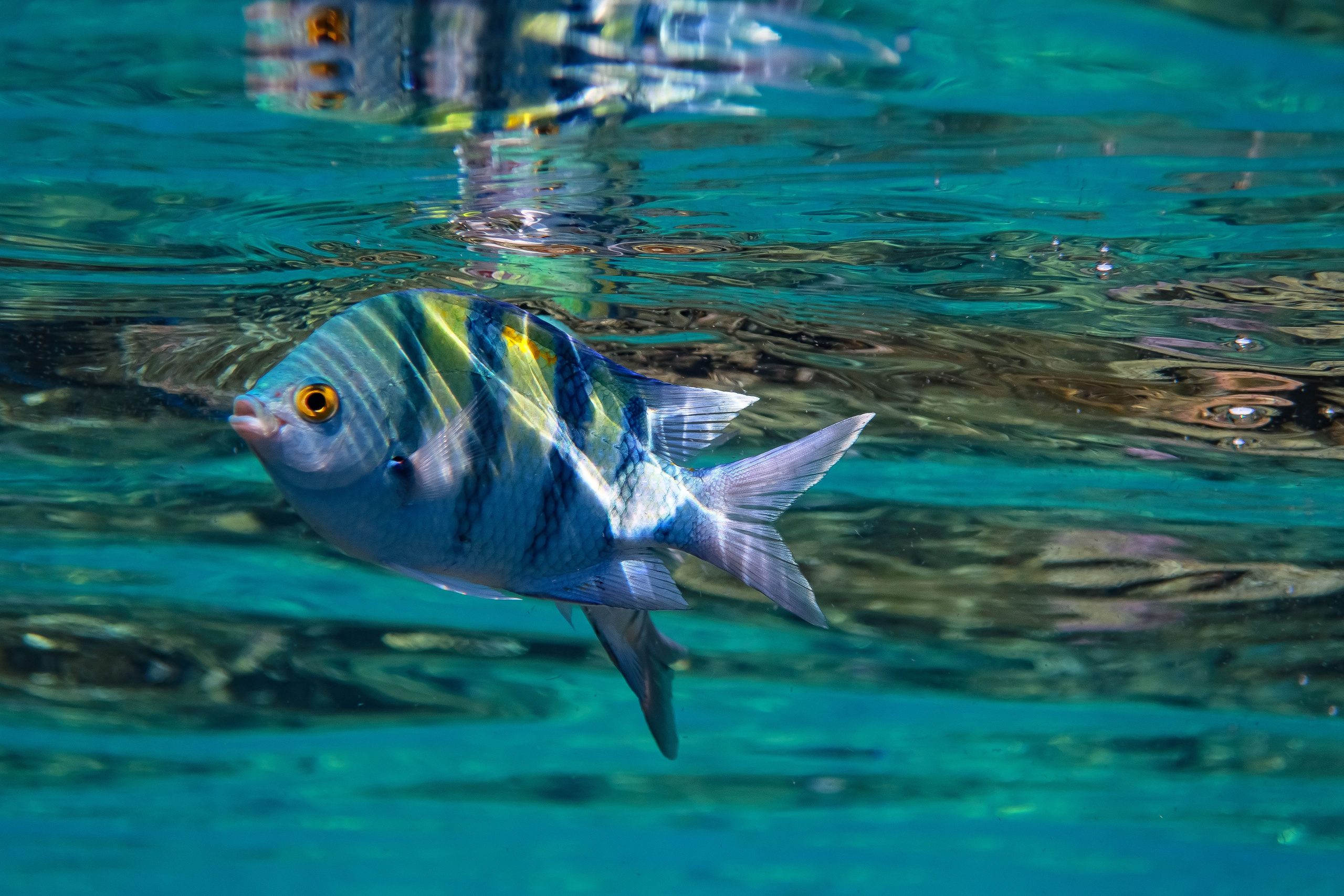 Fish. Фотограф Светлана Голицына
