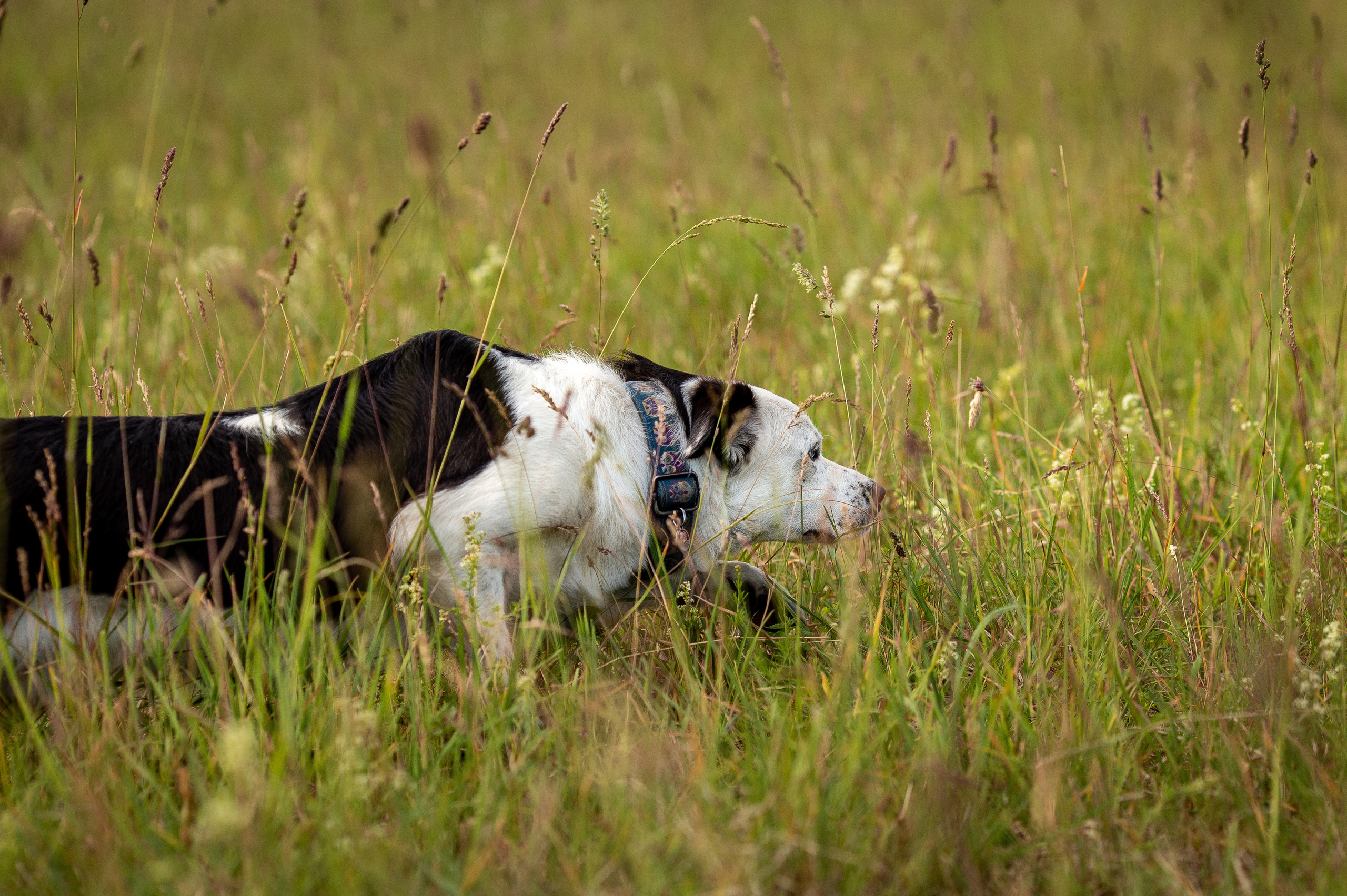 Пастьба. Фотограф Анималист в Перми Анастасия Остерман