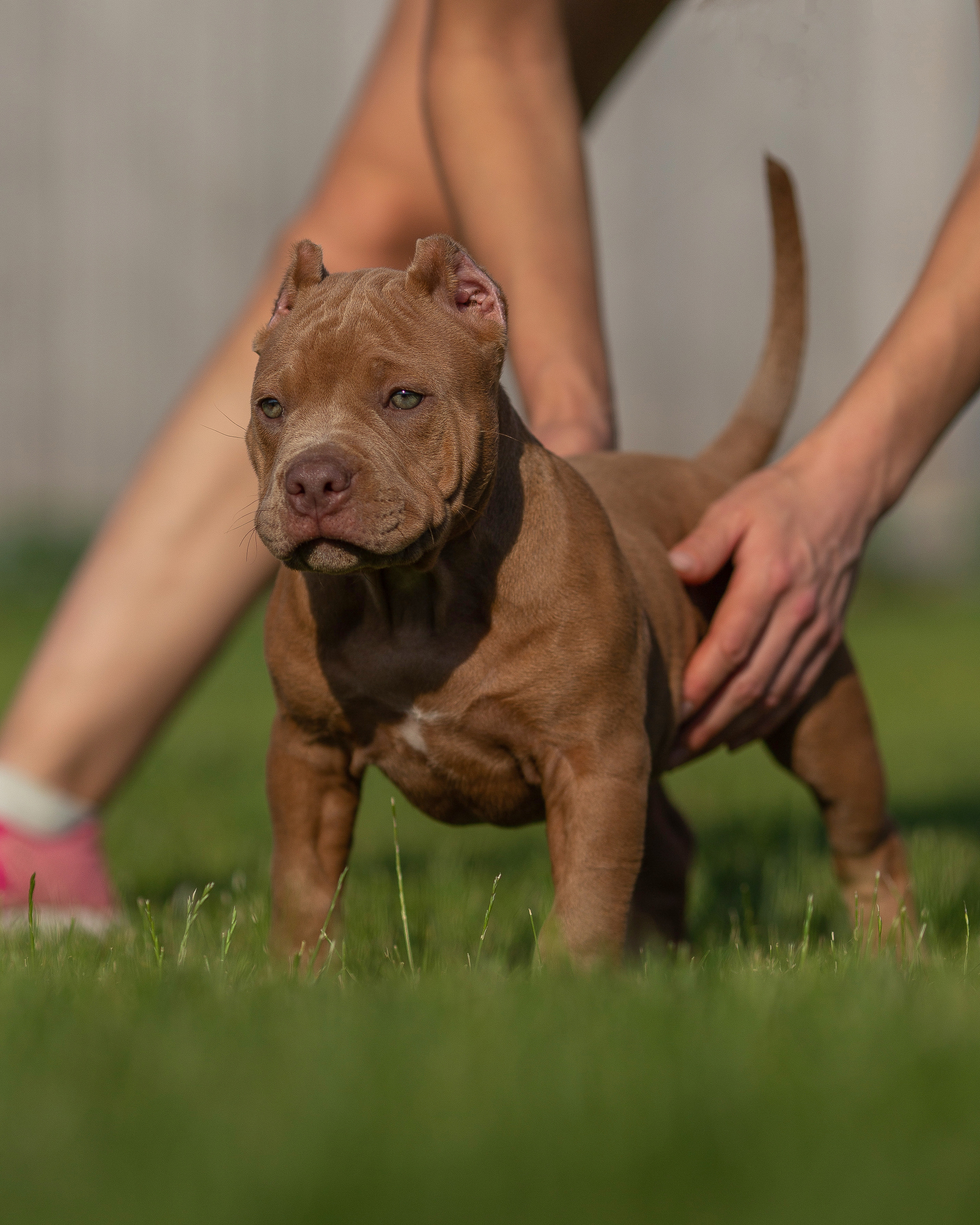 Булляшики. Фотограф Анималист в Перми Анастасия Остерман