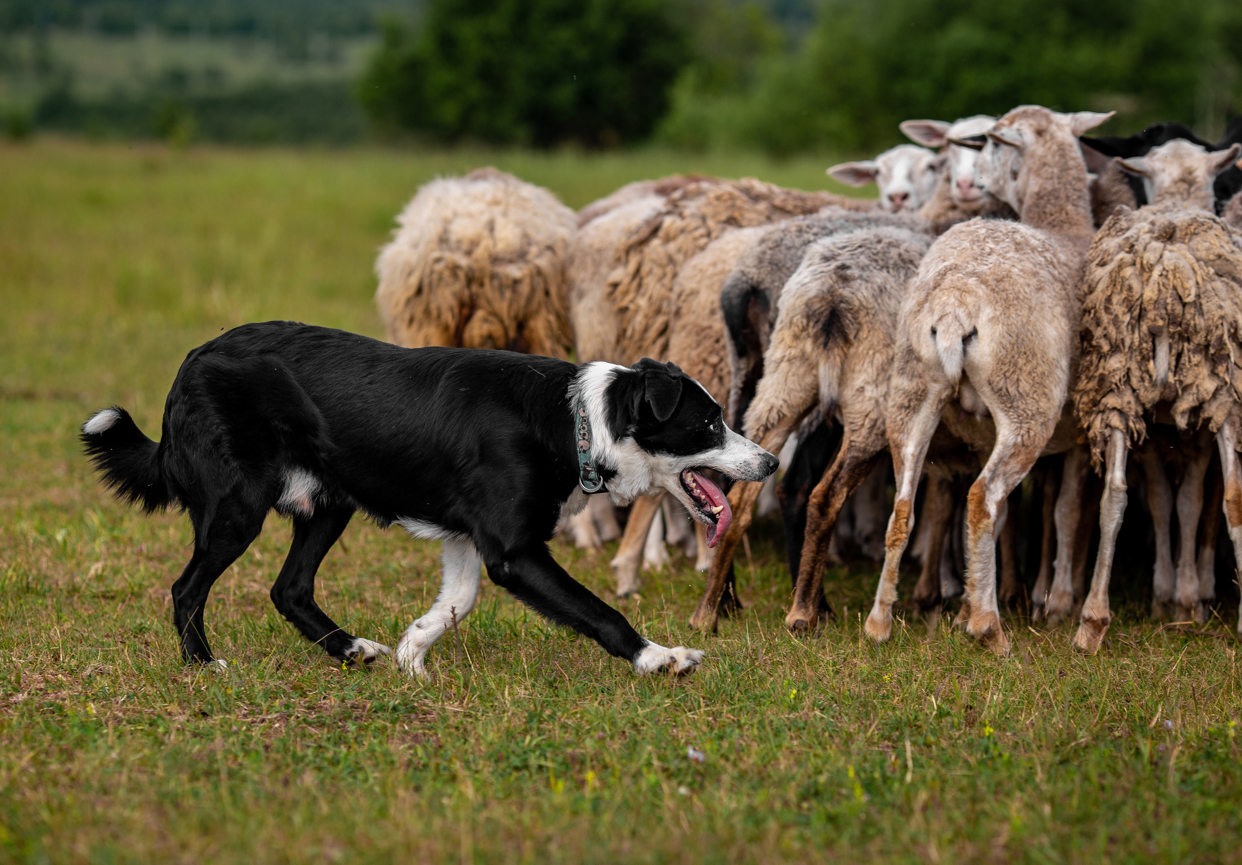 Пастьба. Фотограф Анималист в Перми Анастасия Остерман