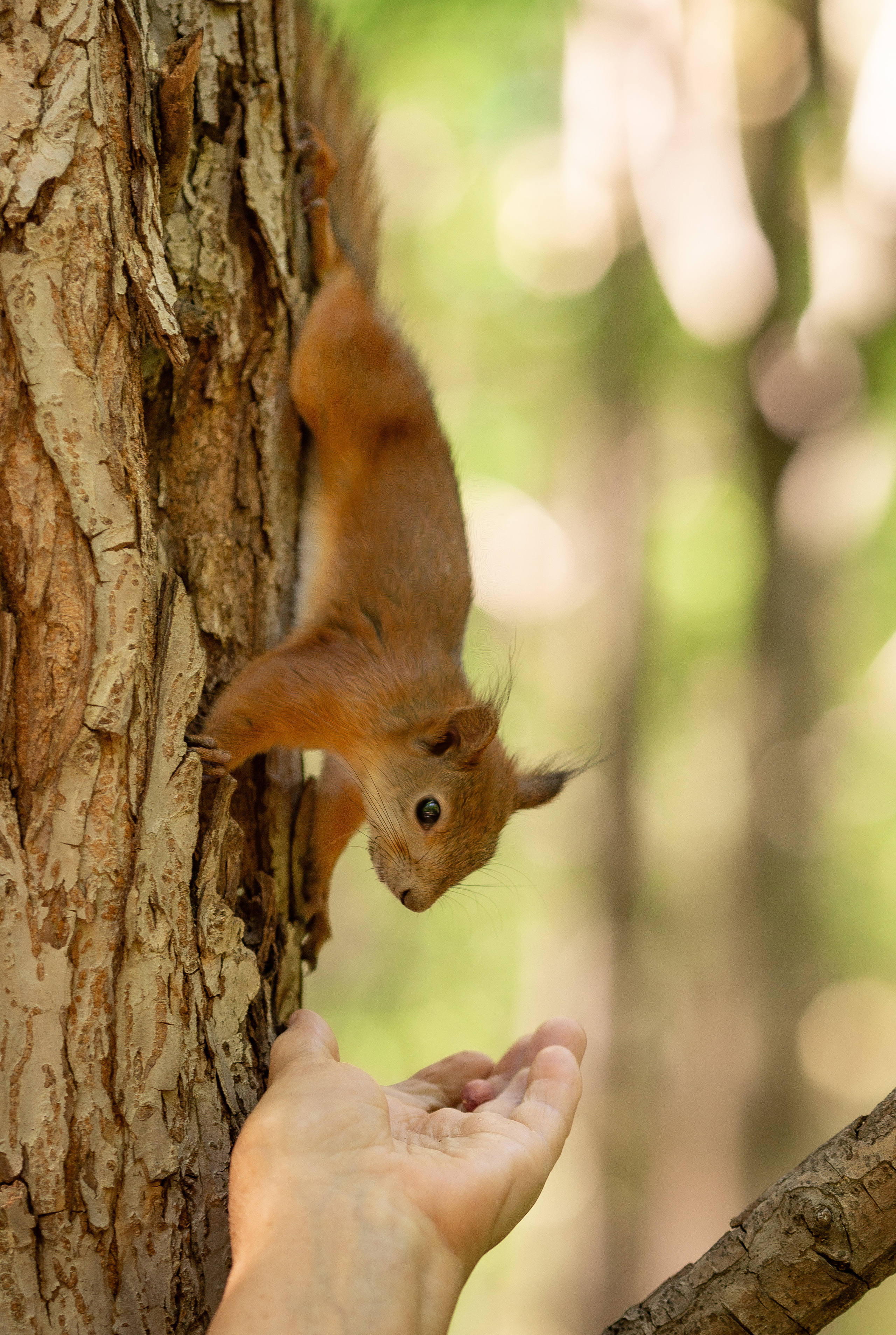 Лесные истории. Фотограф Анималист в Перми Анастасия Остерман