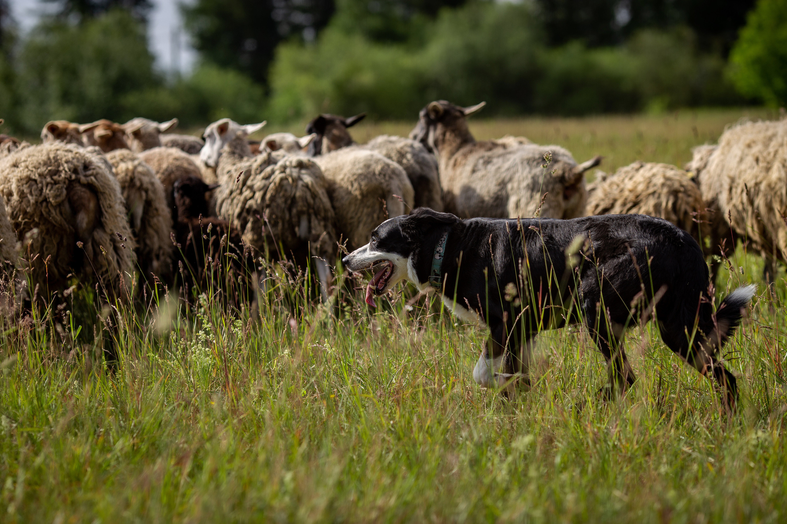 Пастьба. Фотограф Анималист в Перми Анастасия Остерман