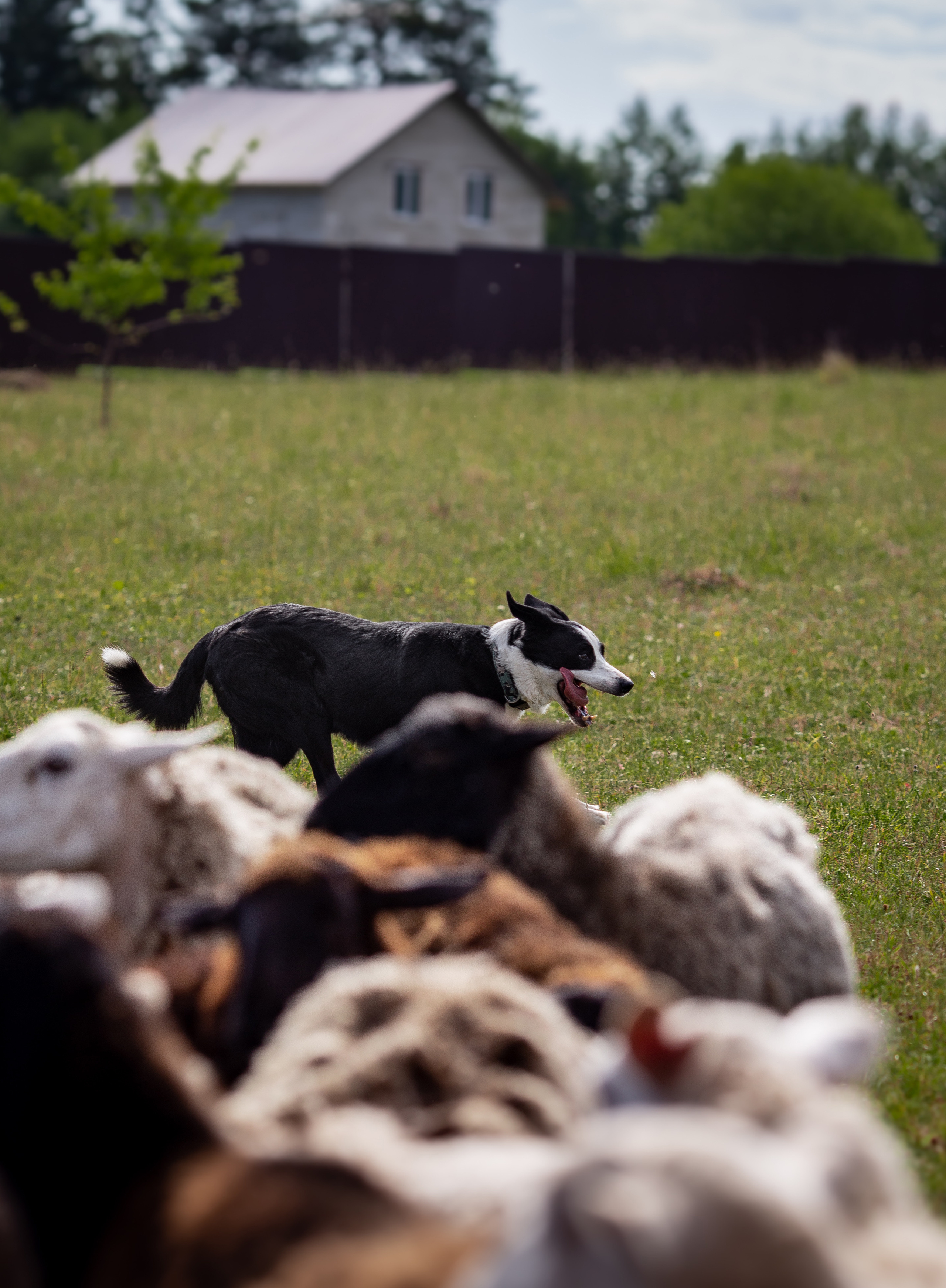 Пастьба. Фотограф Анималист в Перми Анастасия Остерман
