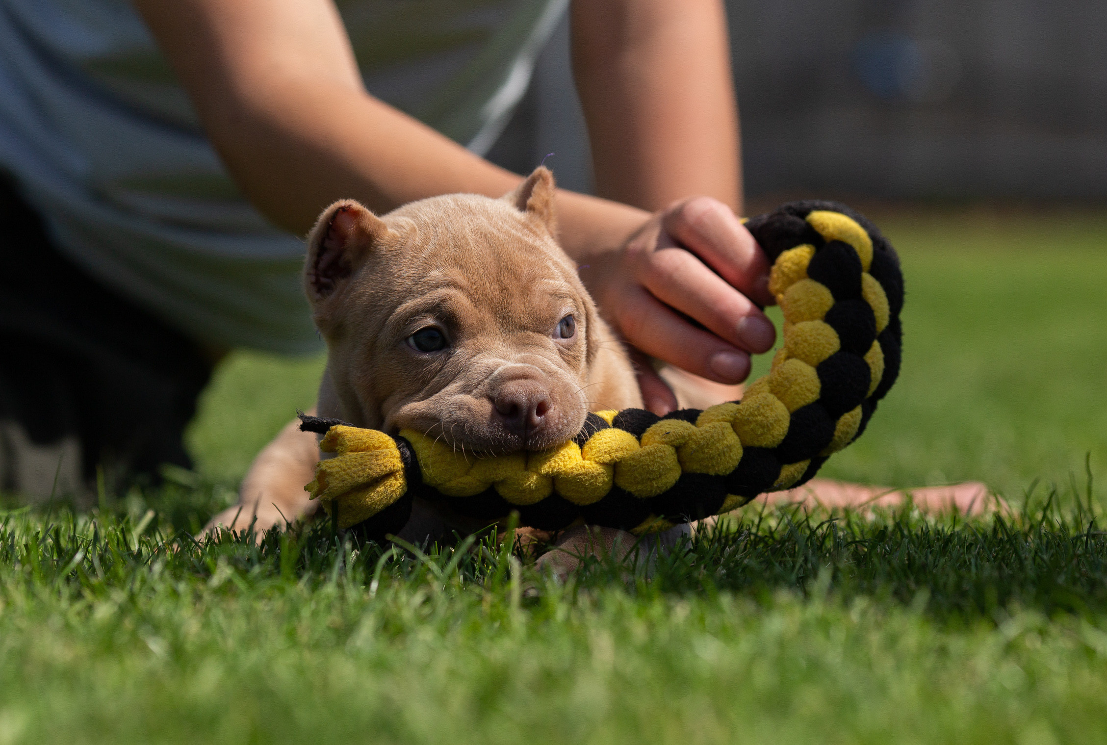 Малыши Булли. Фотограф Анималист в Перми Анастасия Остерман