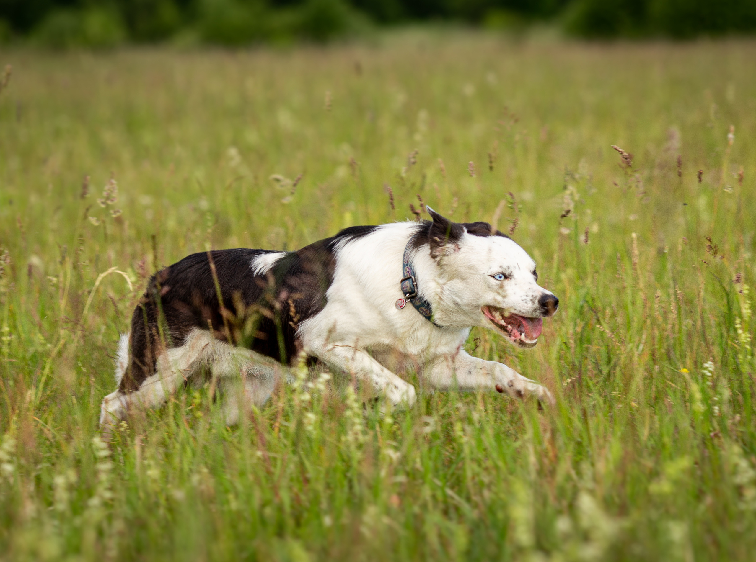 Пастьба. Фотограф Анималист в Перми Анастасия Остерман