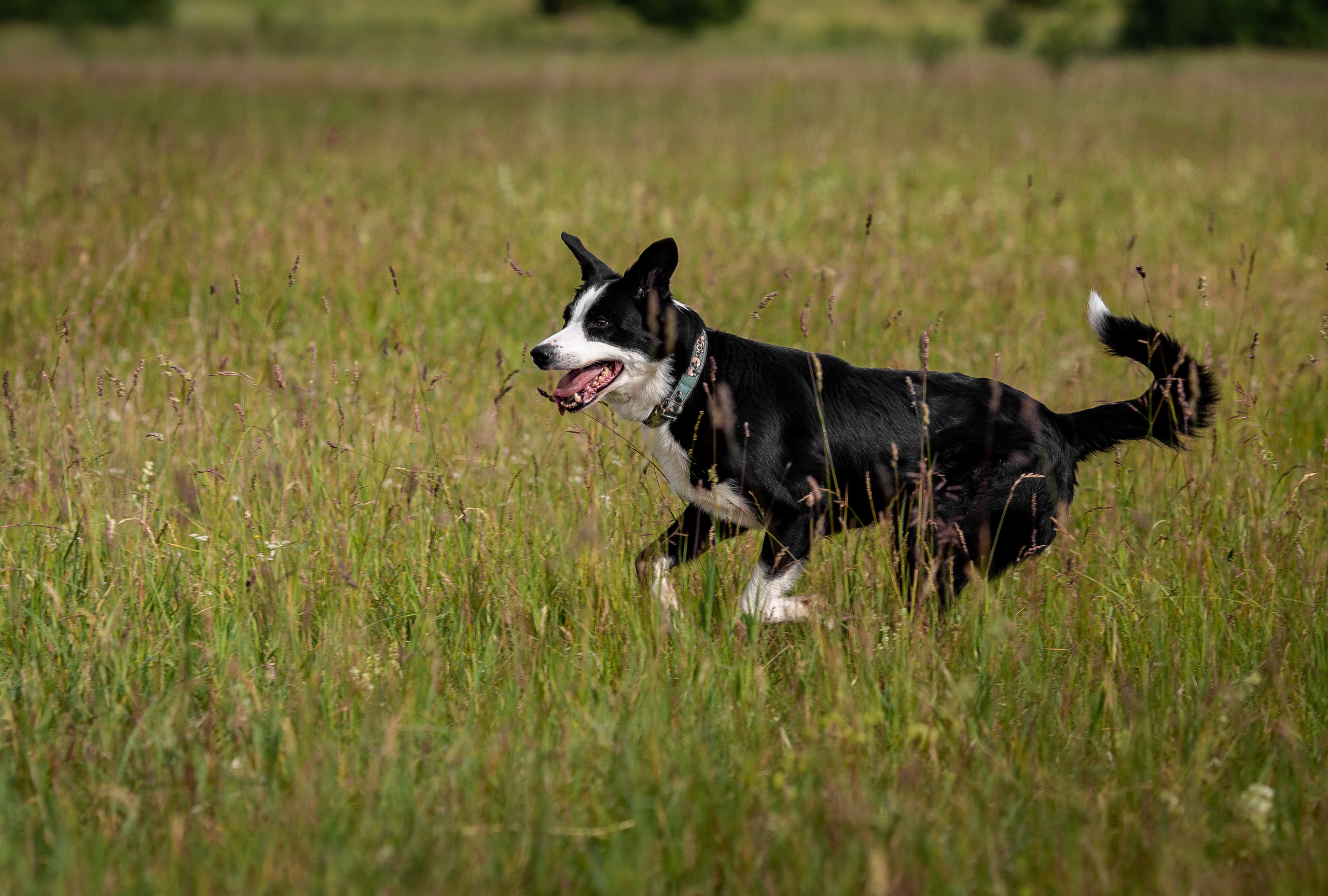 Пастьба. Фотограф Анималист в Перми Анастасия Остерман