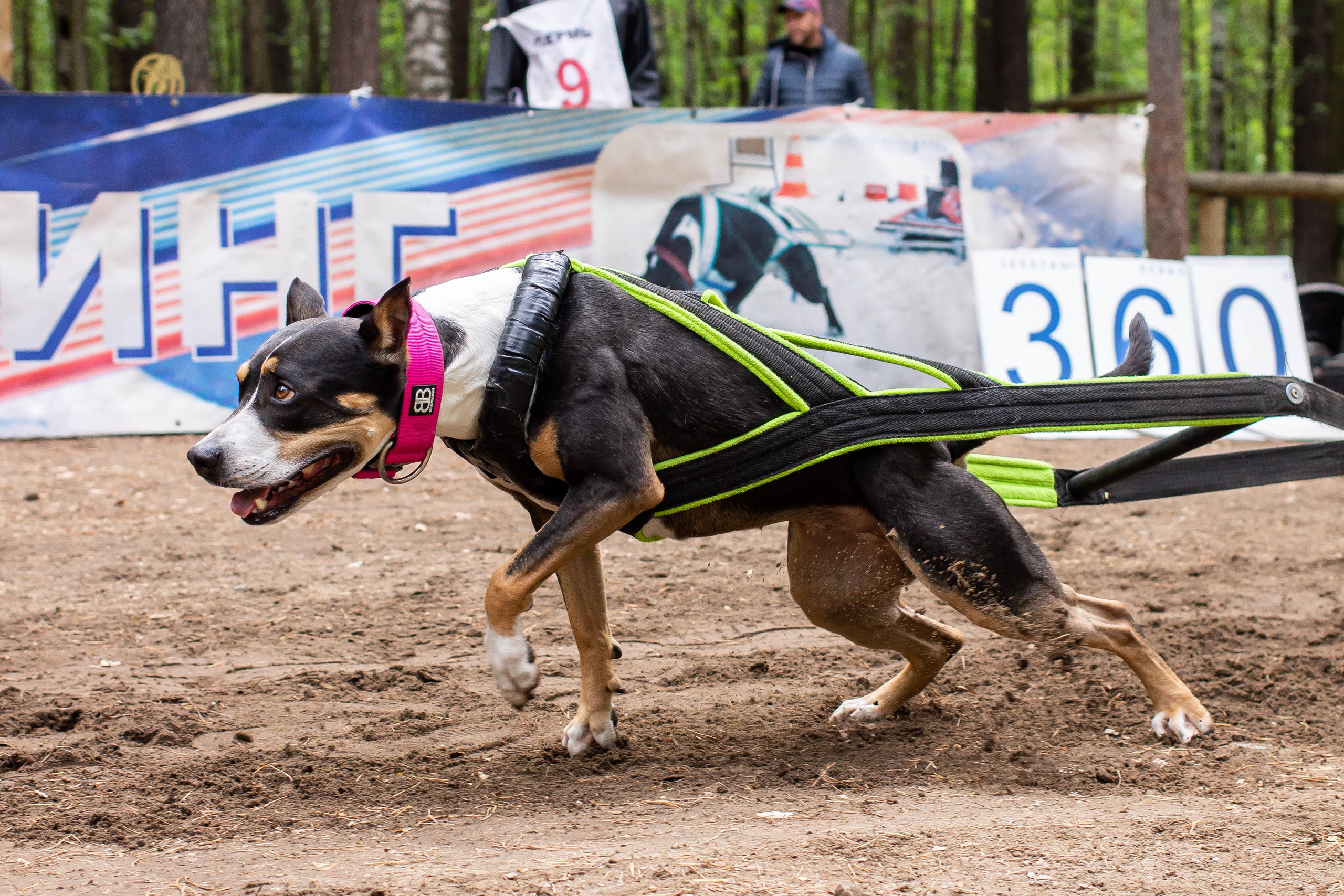 Репортаж вейтпуллинг. Фотограф Анималист в Перми Анастасия Остерман