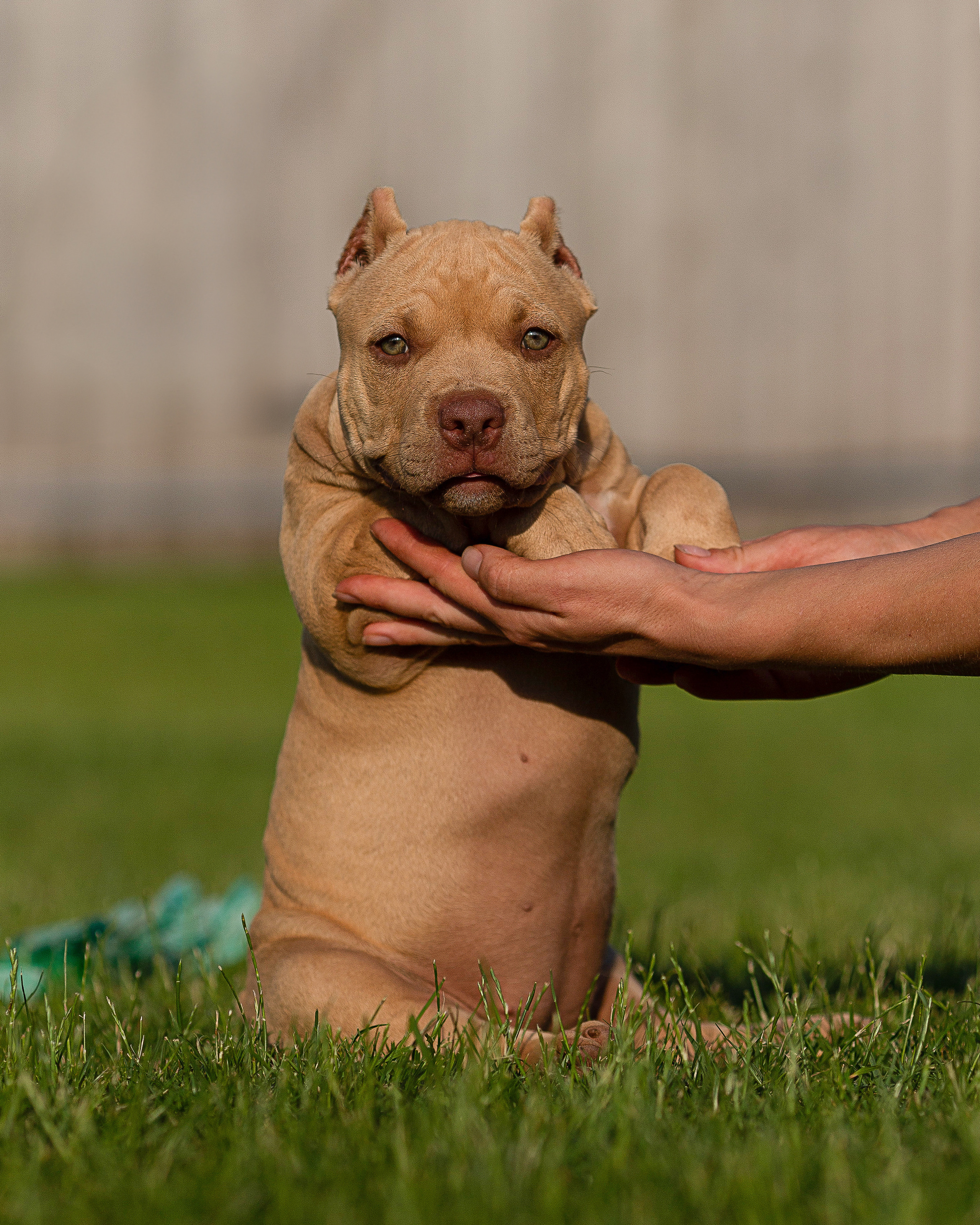 Булляшики. Фотограф Анималист в Перми Анастасия Остерман