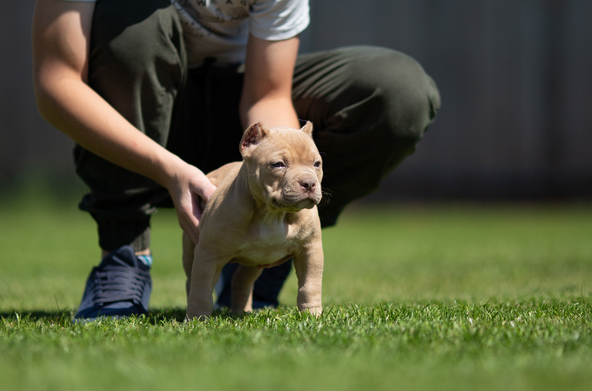 Малыши Булли. Фотограф Анималист в Перми Анастасия Остерман