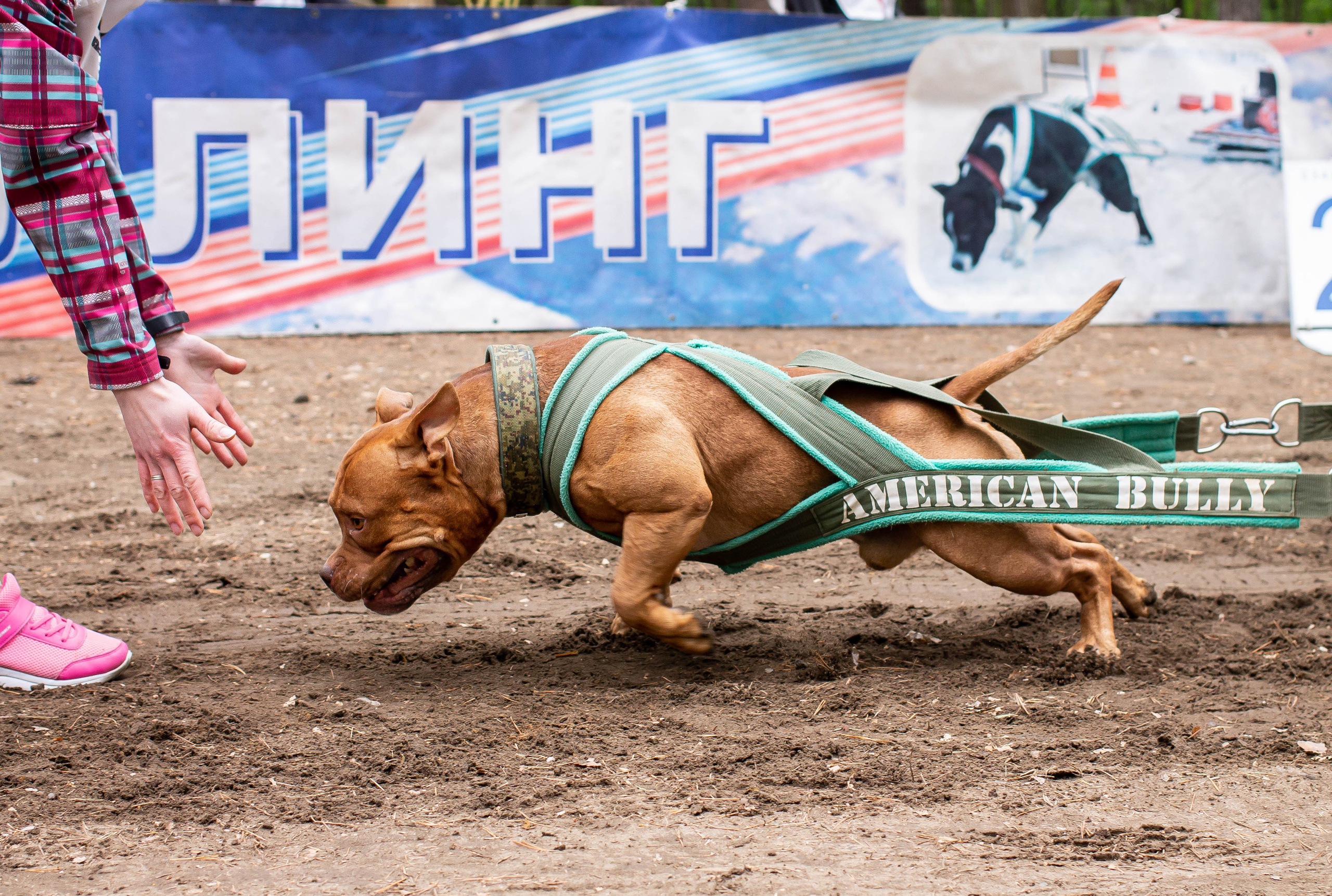 Репортаж вейтпуллинг. Фотограф Анималист в Перми Анастасия Остерман