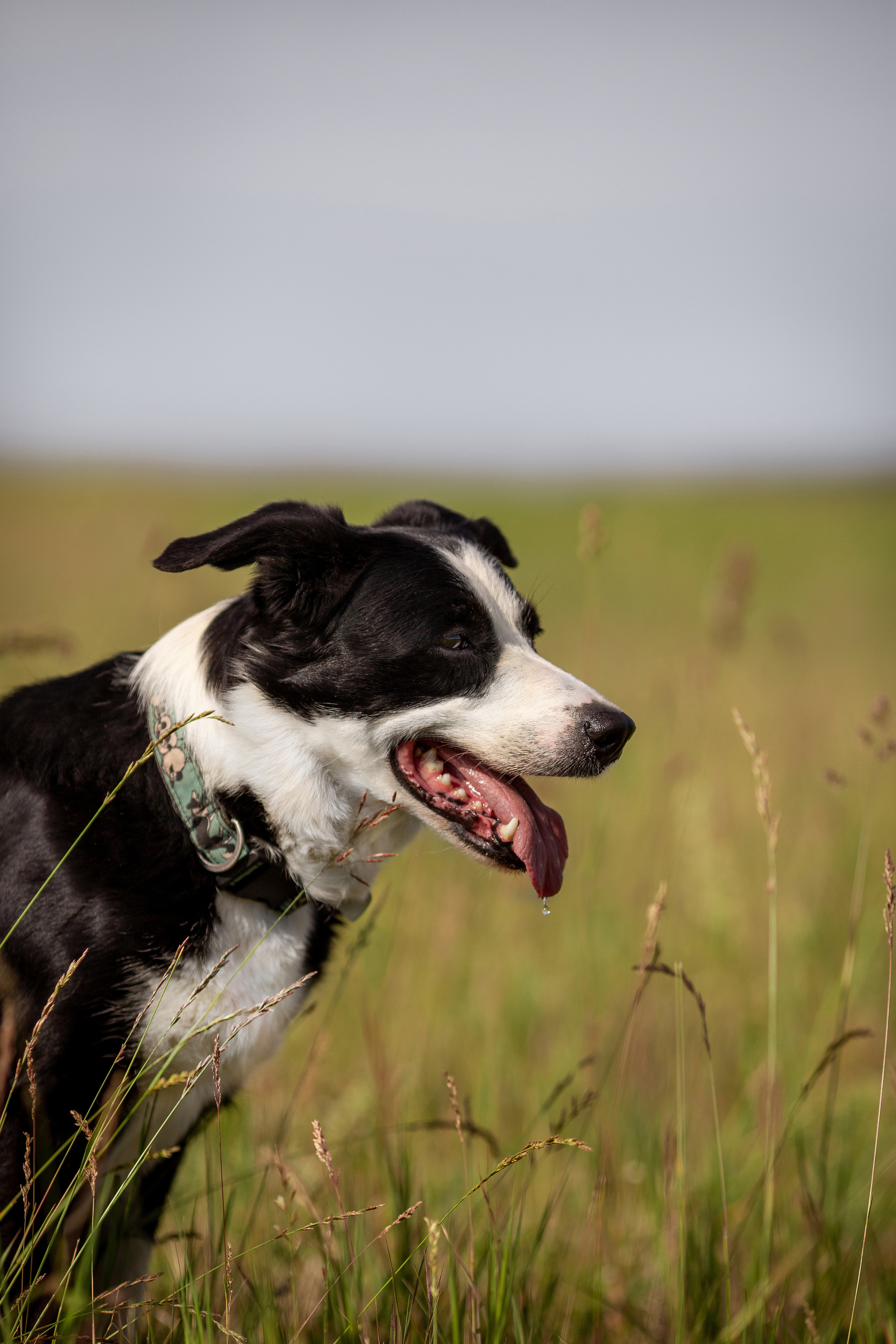 Пастьба. Фотограф Анималист в Перми Анастасия Остерман
