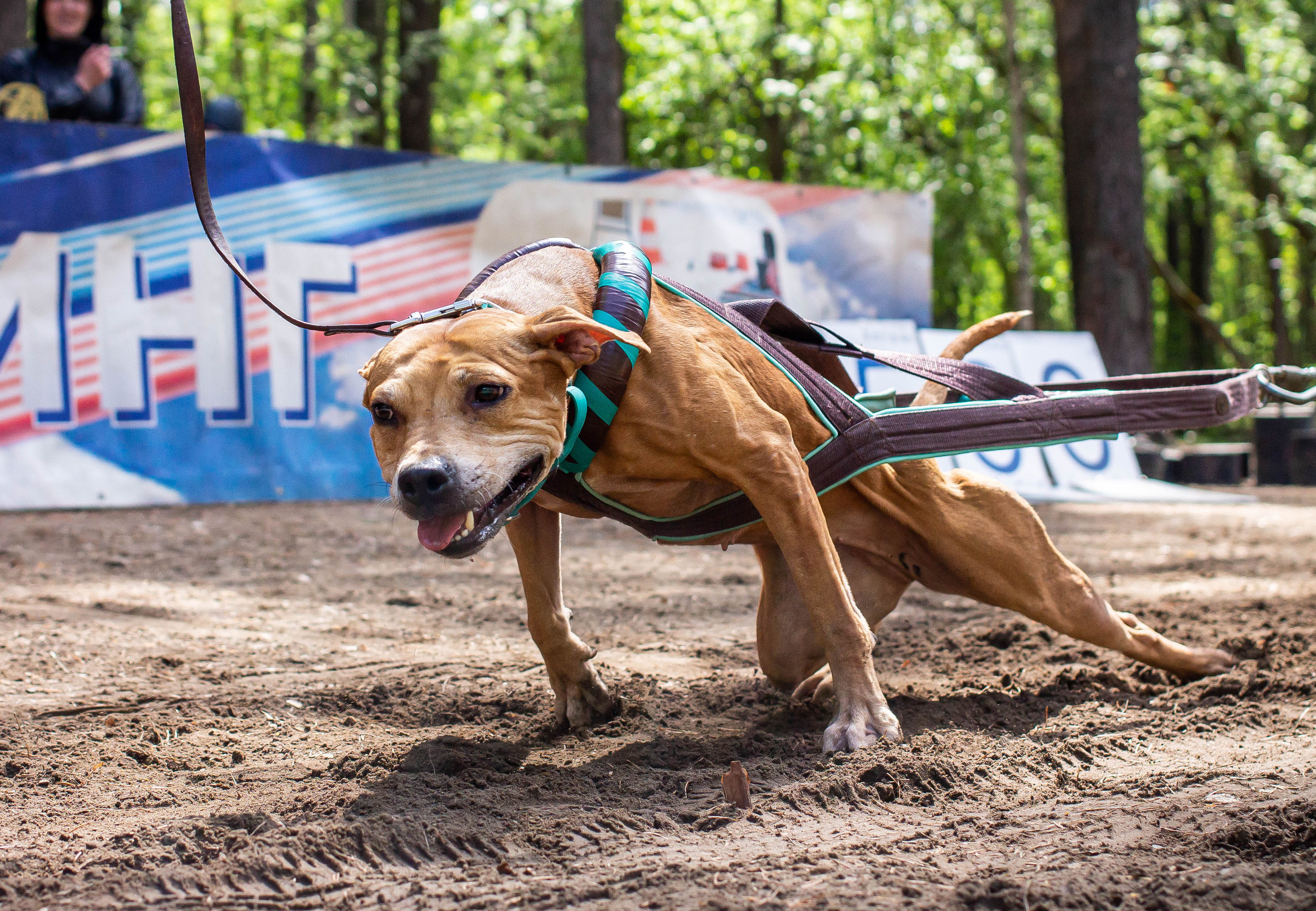 Репортаж вейтпуллинг. Фотограф Анималист в Перми Анастасия Остерман