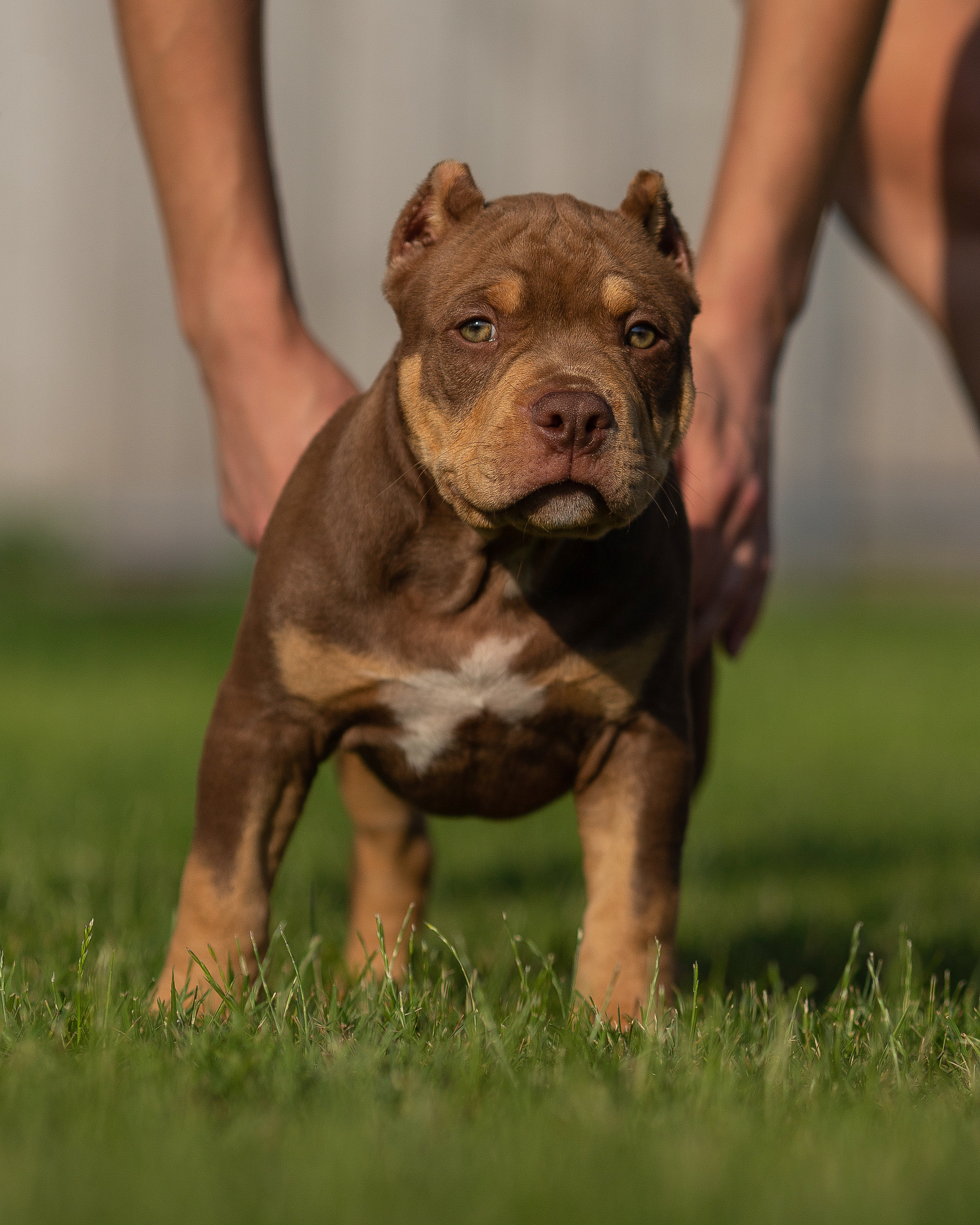 Булляшики. Фотограф Анималист в Перми Анастасия Остерман