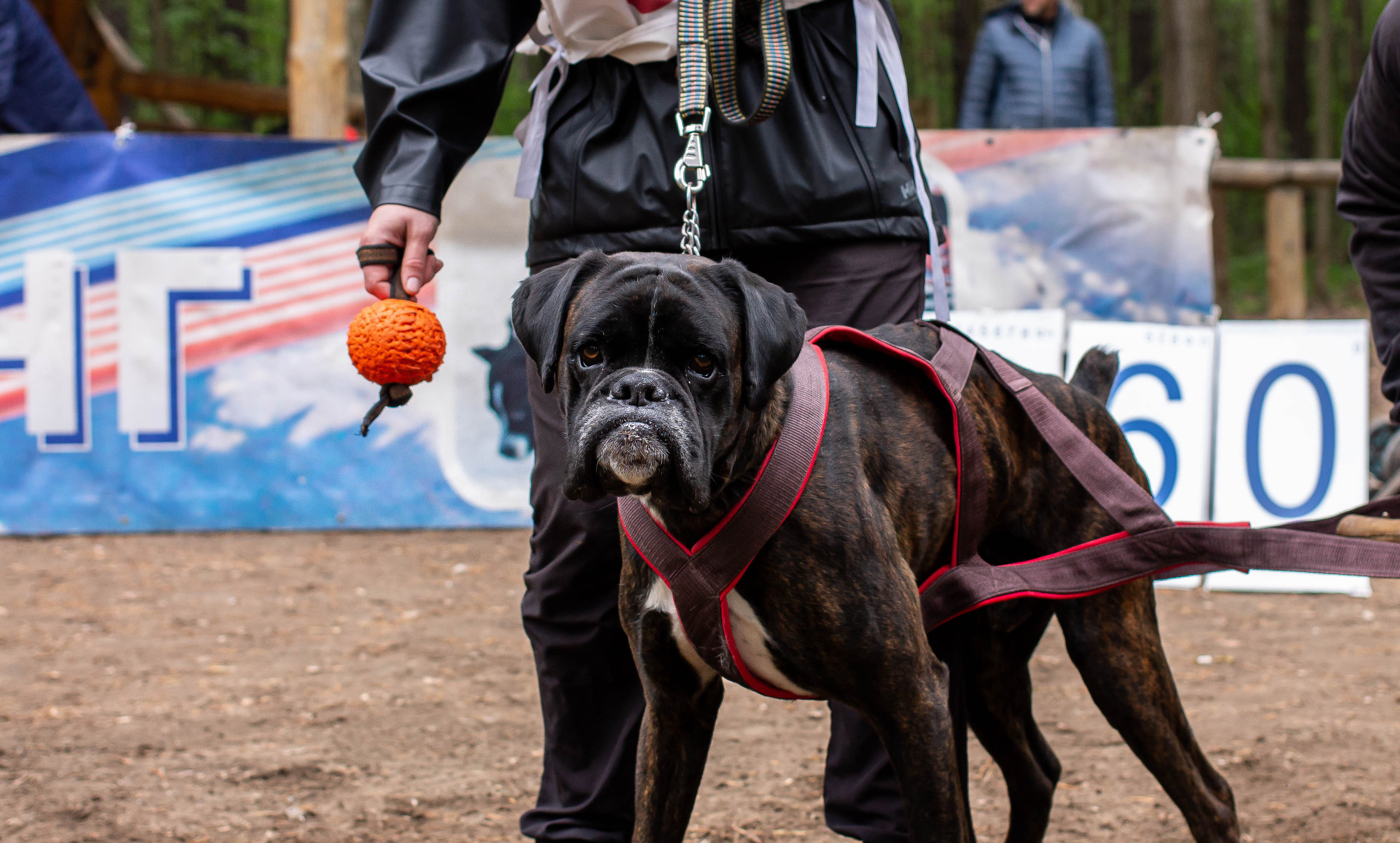 Репортаж вейтпуллинг. Фотограф Анималист в Перми Анастасия Остерман