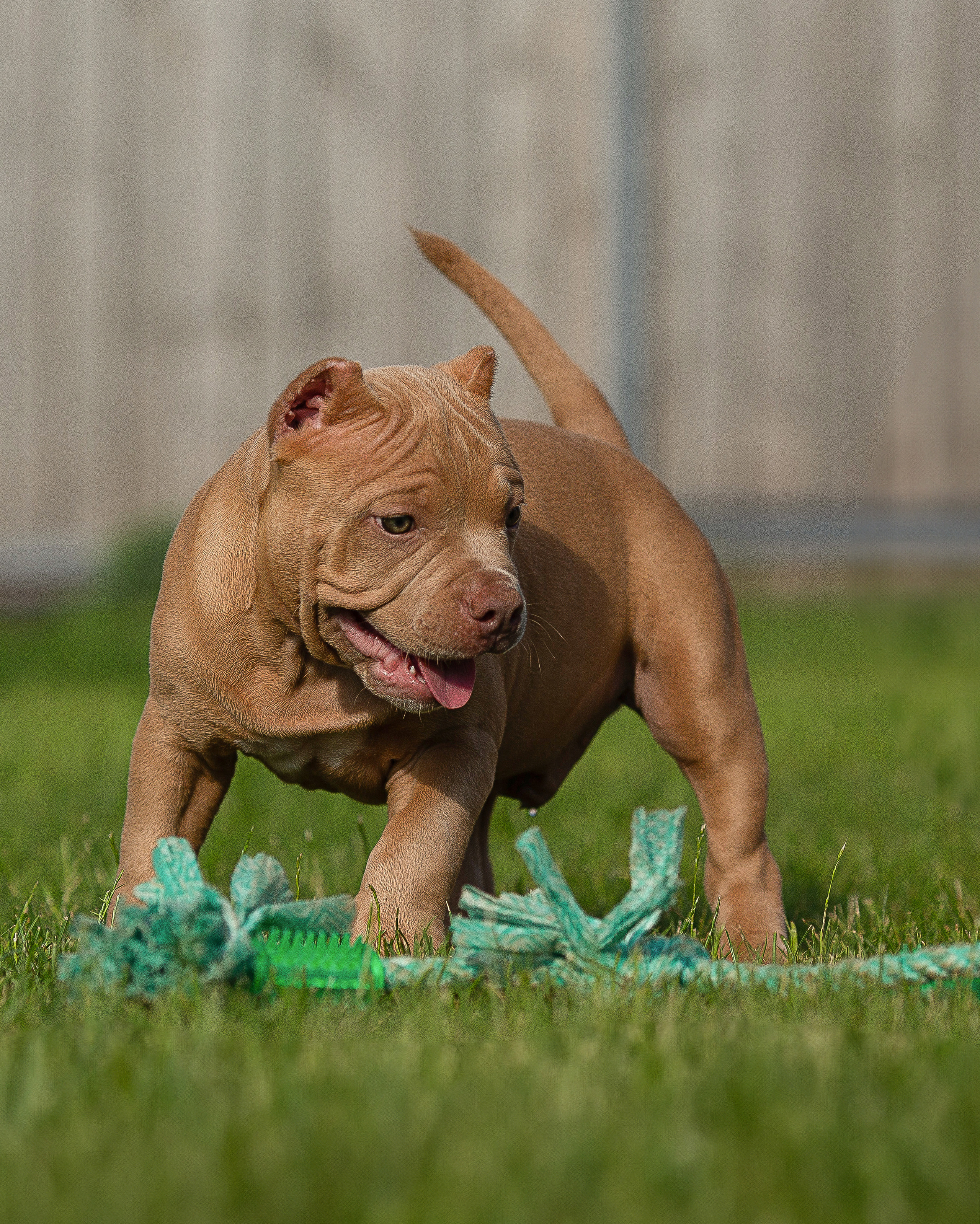 Булляшики. Фотограф Анималист в Перми Анастасия Остерман
