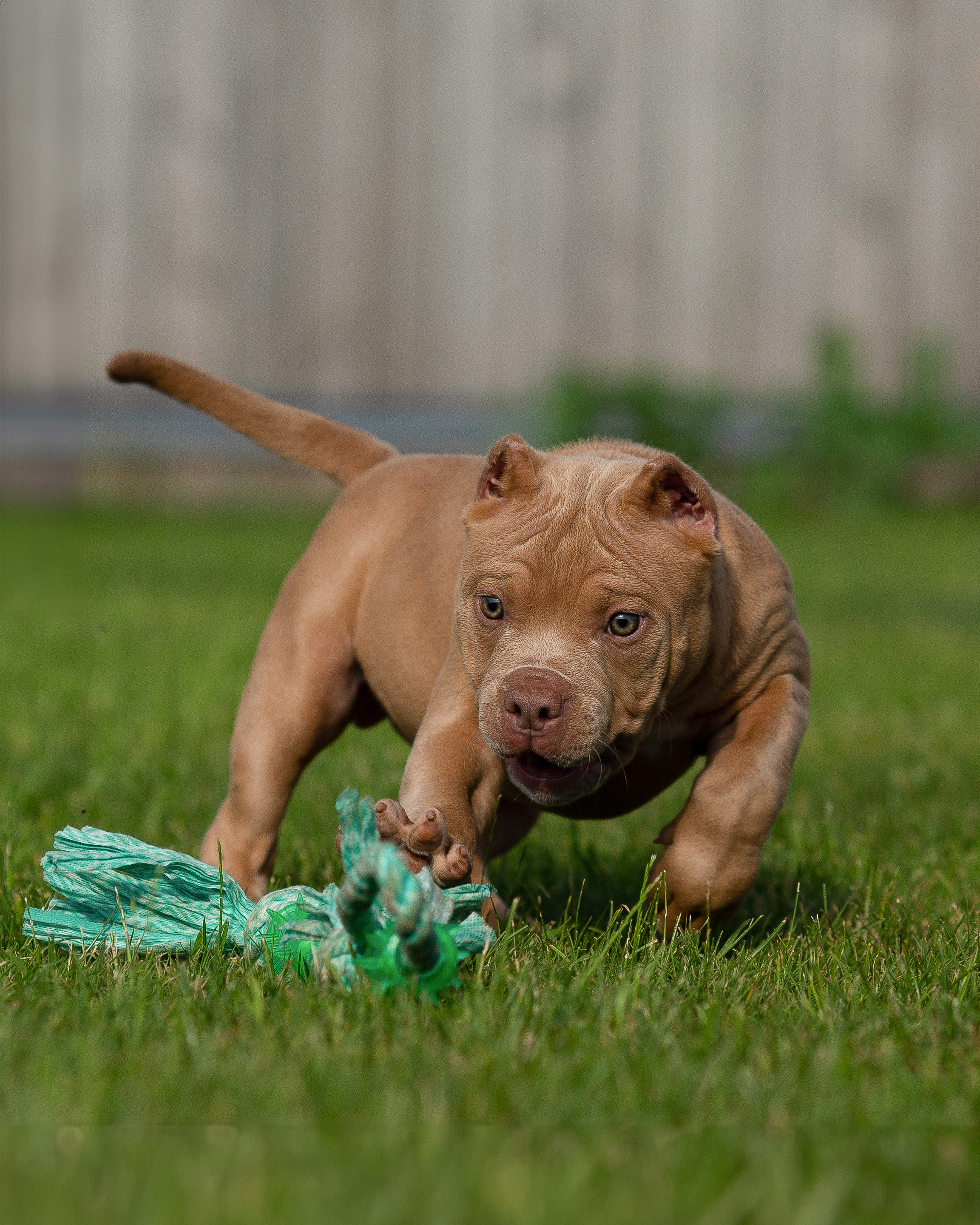 Булляшики. Фотограф Анималист в Перми Анастасия Остерман