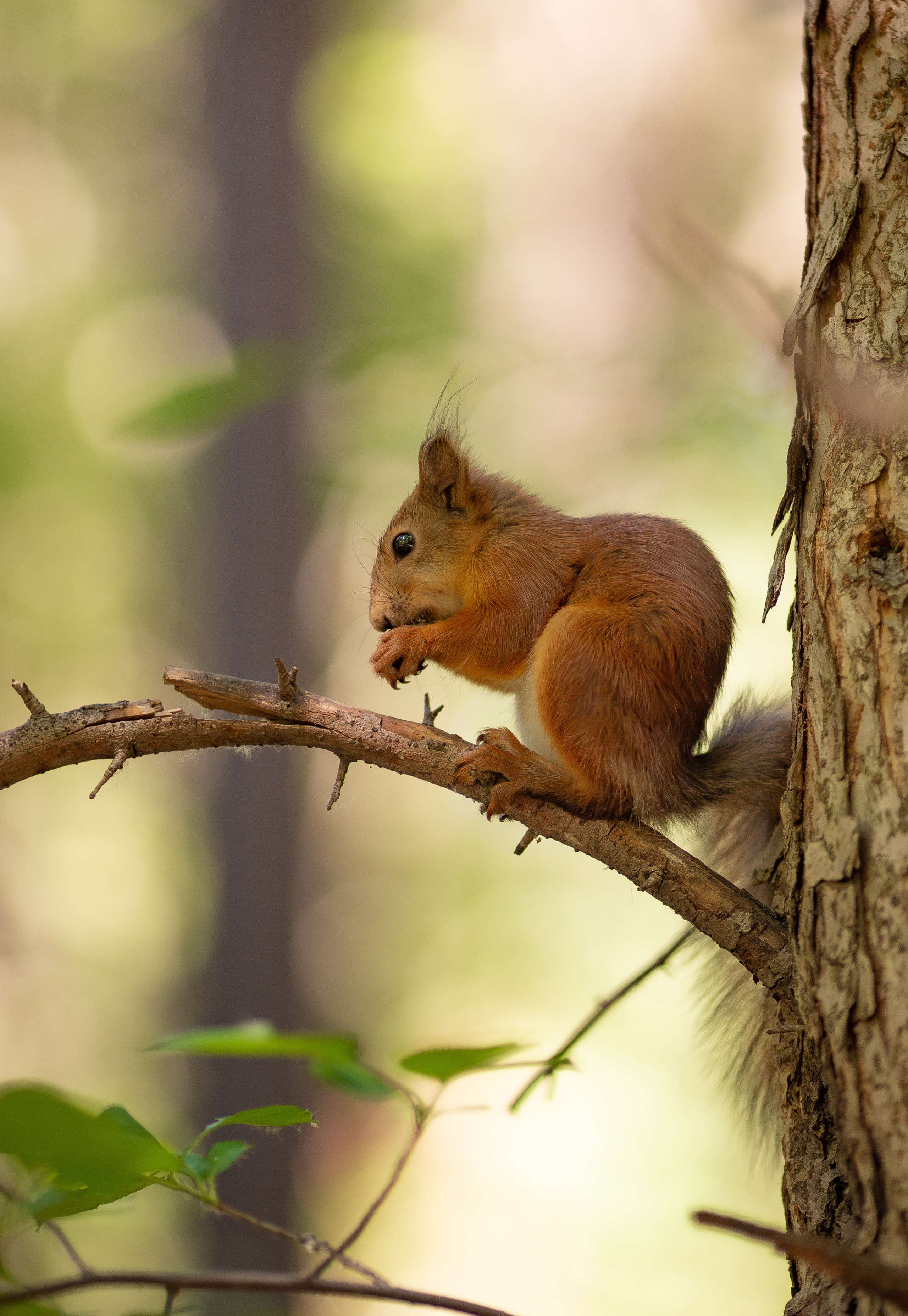 Лесные истории. Фотограф Анималист в Перми Анастасия Остерман