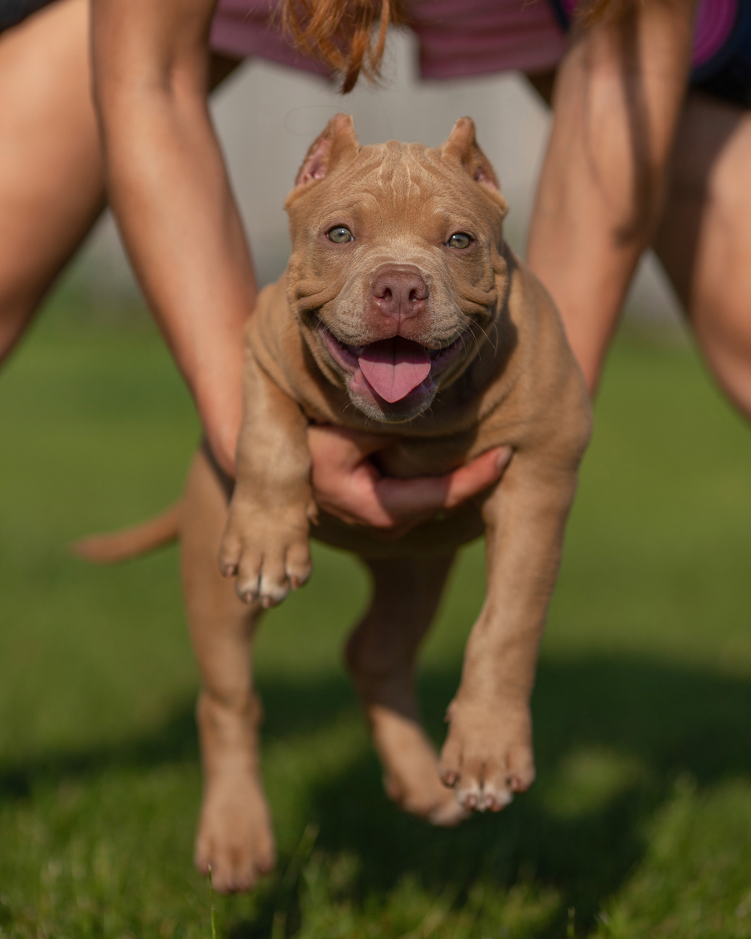 Булляшики. Фотограф Анималист в Перми Анастасия Остерман