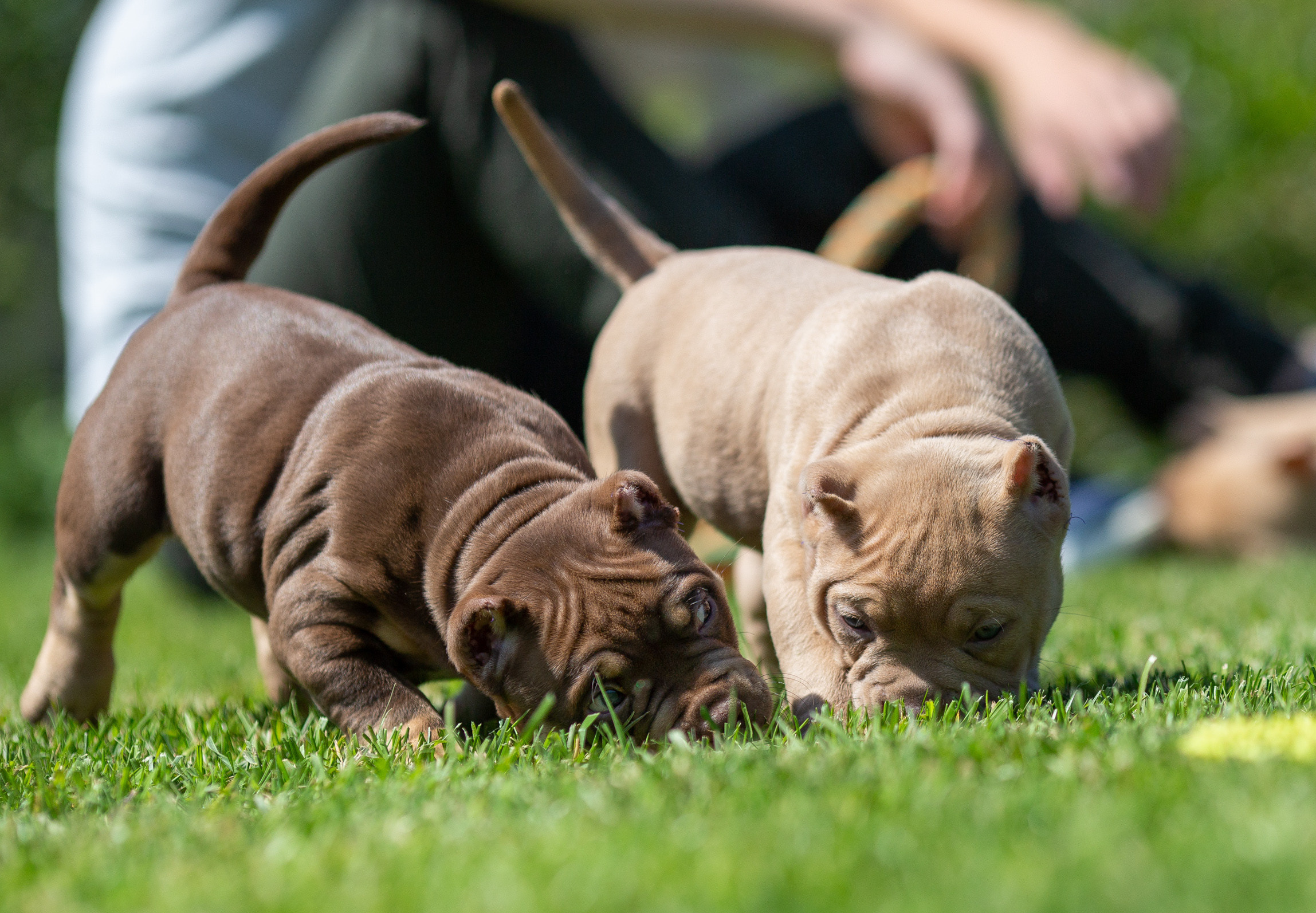 Малыши Булли. Фотограф Анималист в Перми Анастасия Остерман