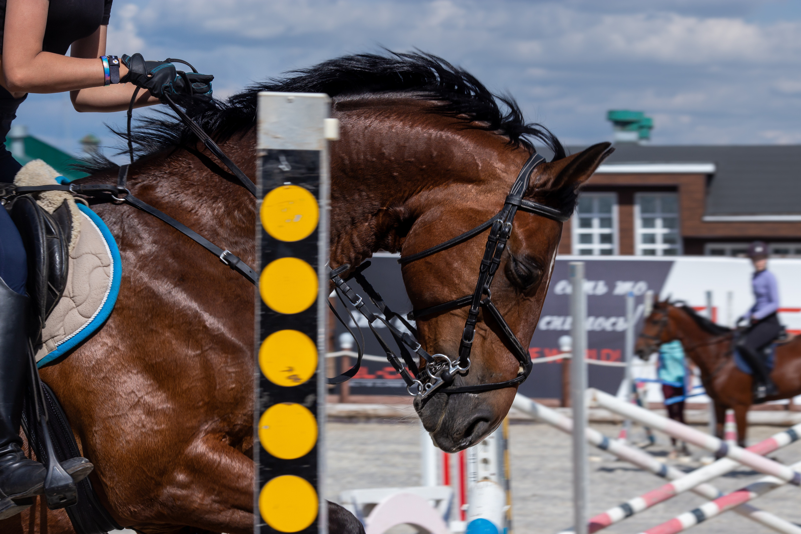 Конное тренировочное. Фотограф Анималист в Перми Анастасия Остерман