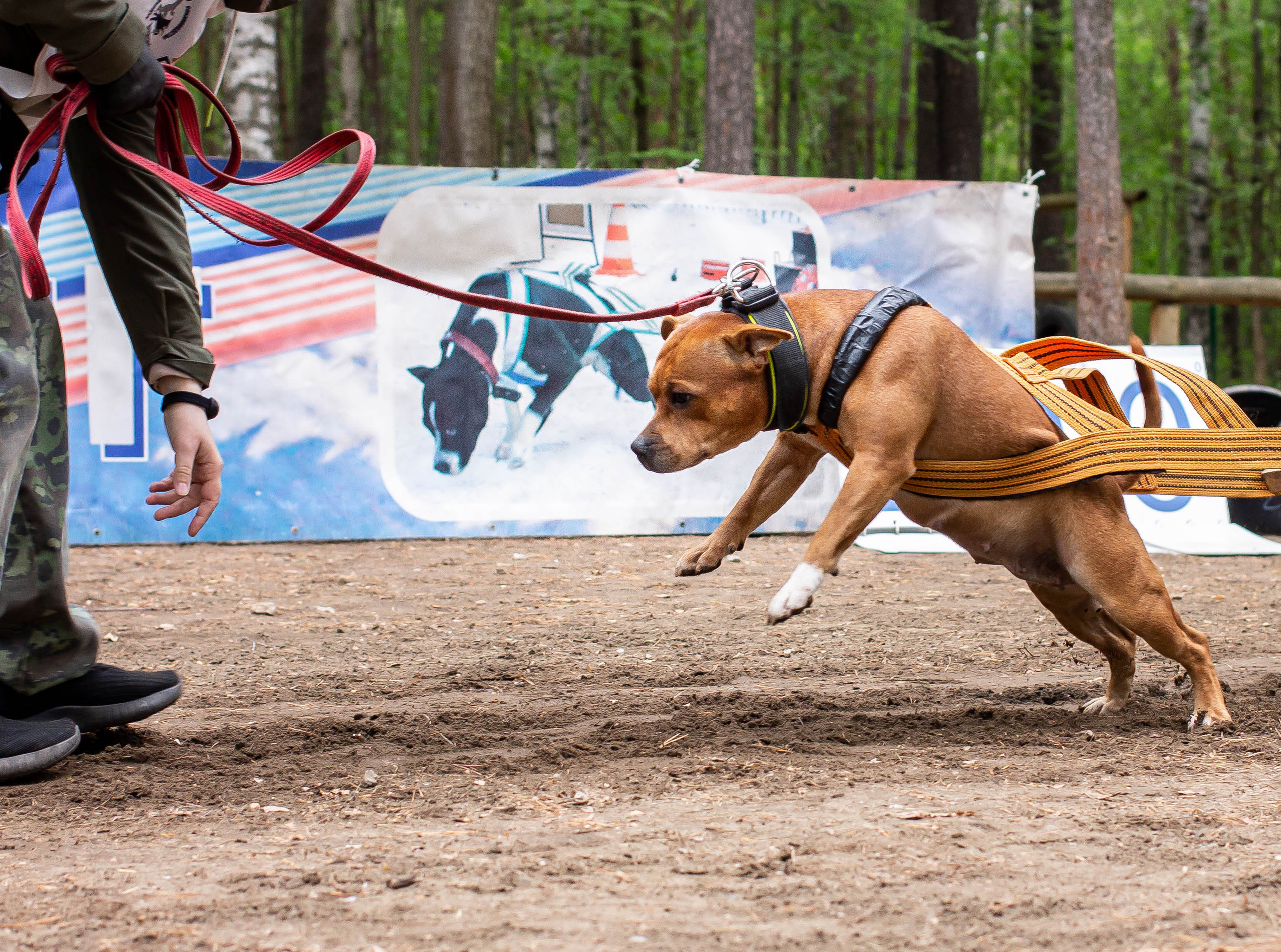 Репортаж вейтпуллинг. Фотограф Анималист в Перми Анастасия Остерман