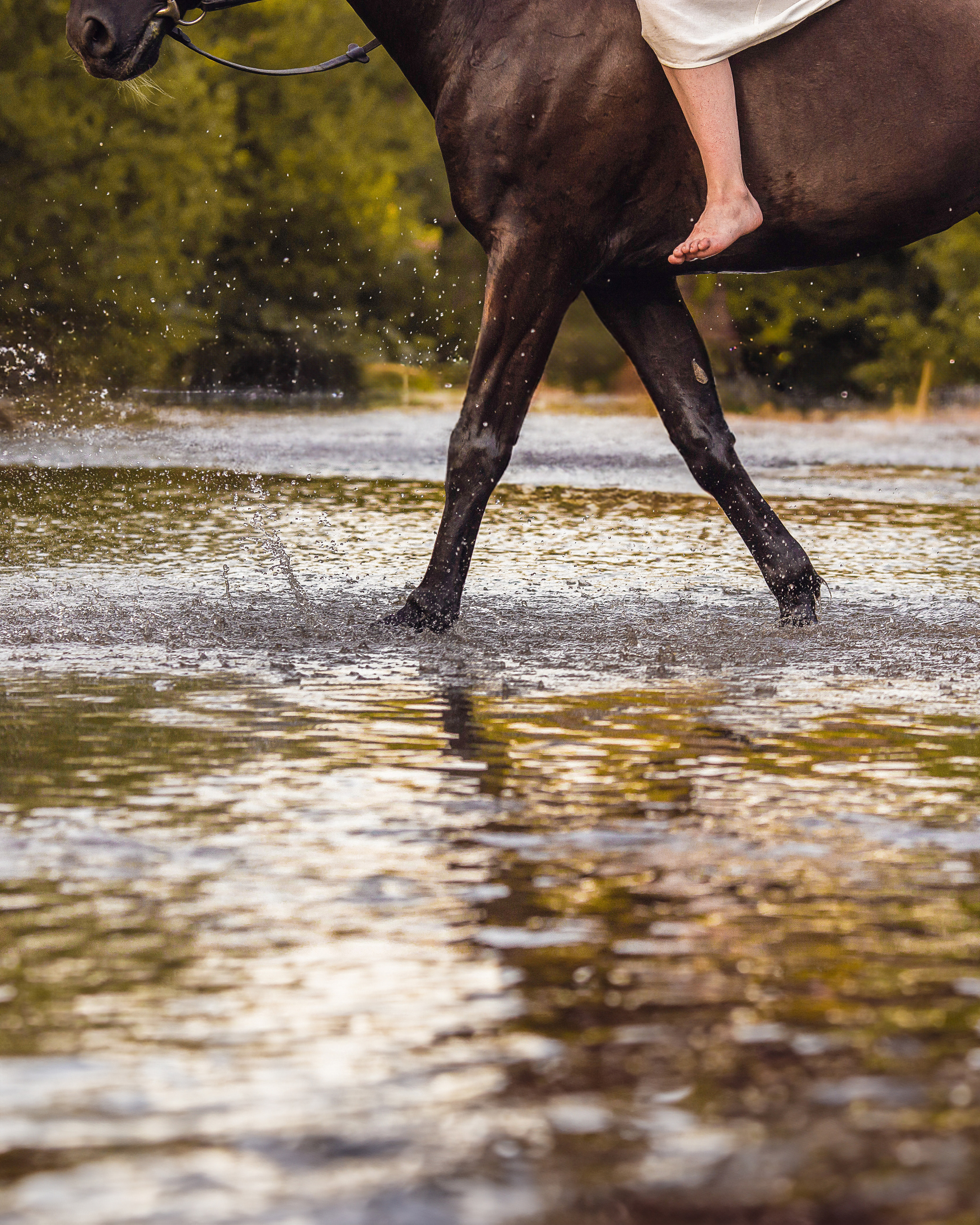 Закат, Вика и Бриз. Фотограф Анималист в Перми Анастасия Остерман