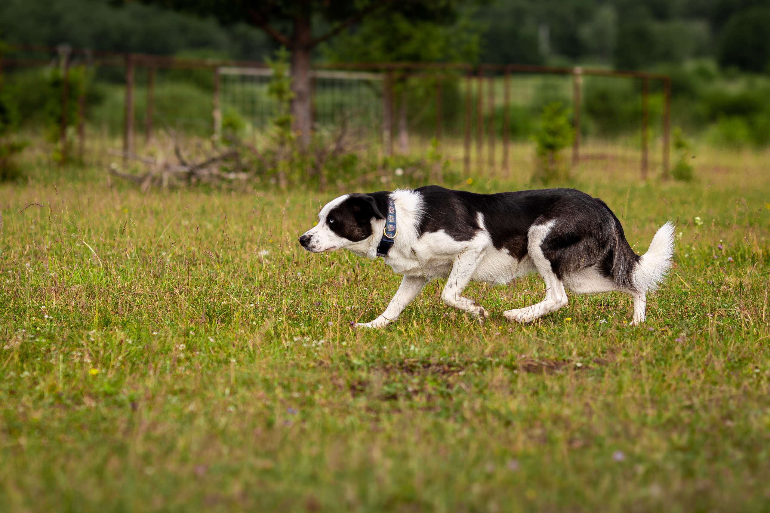 Пастьба. Фотограф Анималист в Перми Анастасия Остерман