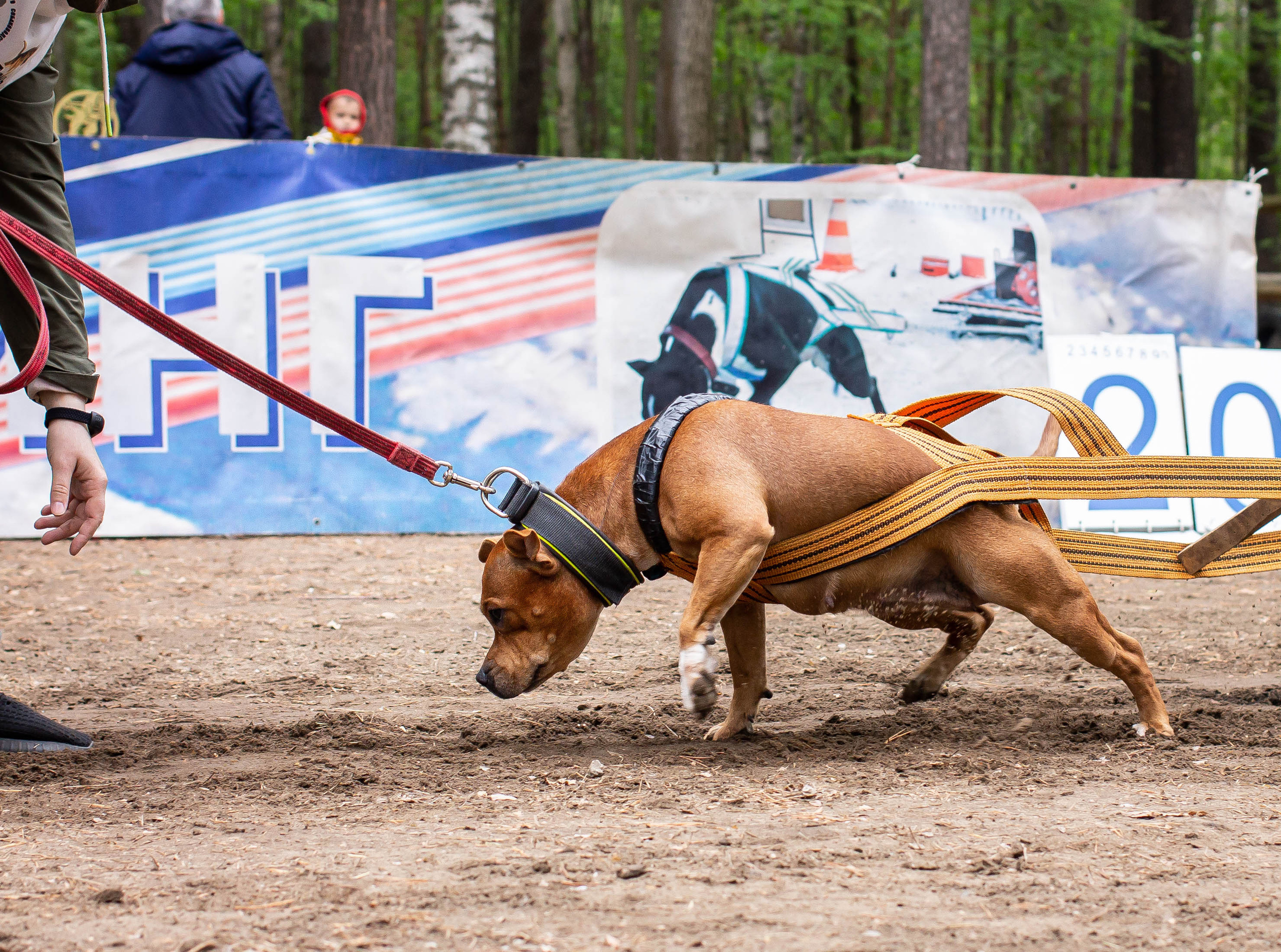 Репортаж вейтпуллинг. Фотограф Анималист в Перми Анастасия Остерман