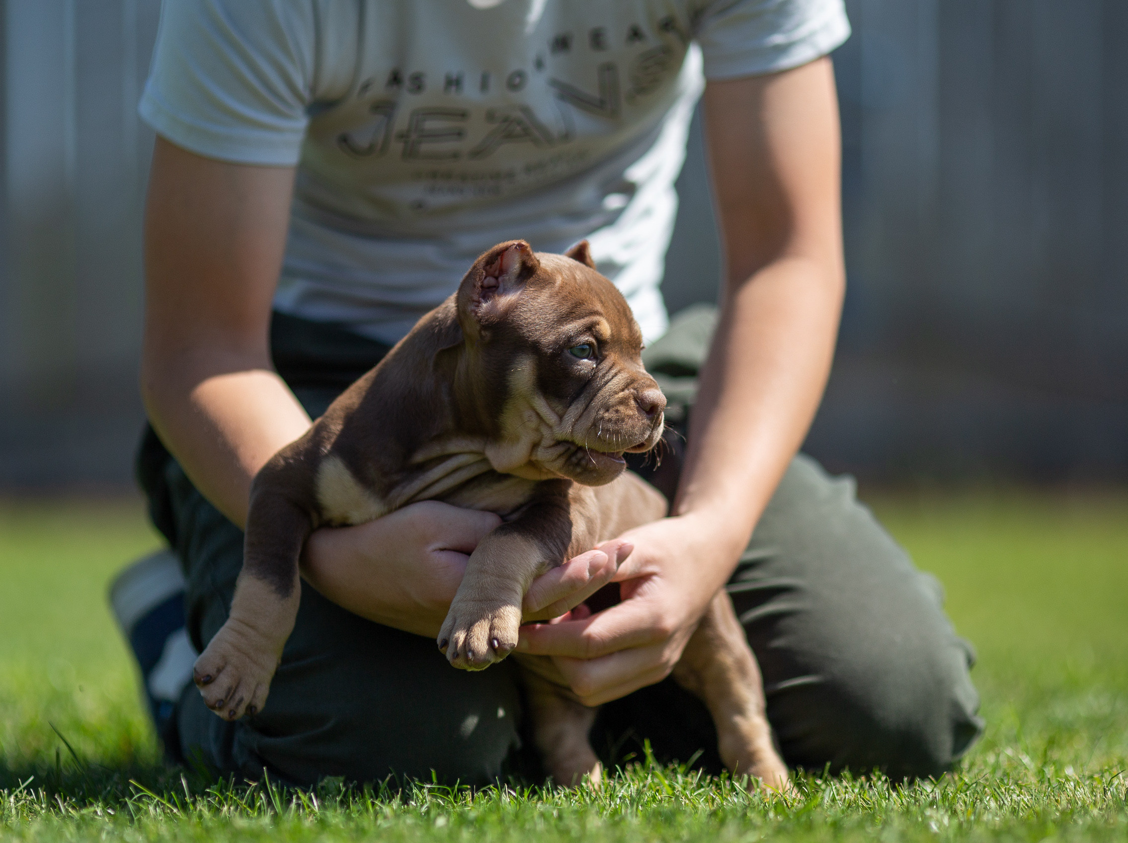 Малыши Булли. Фотограф Анималист в Перми Анастасия Остерман