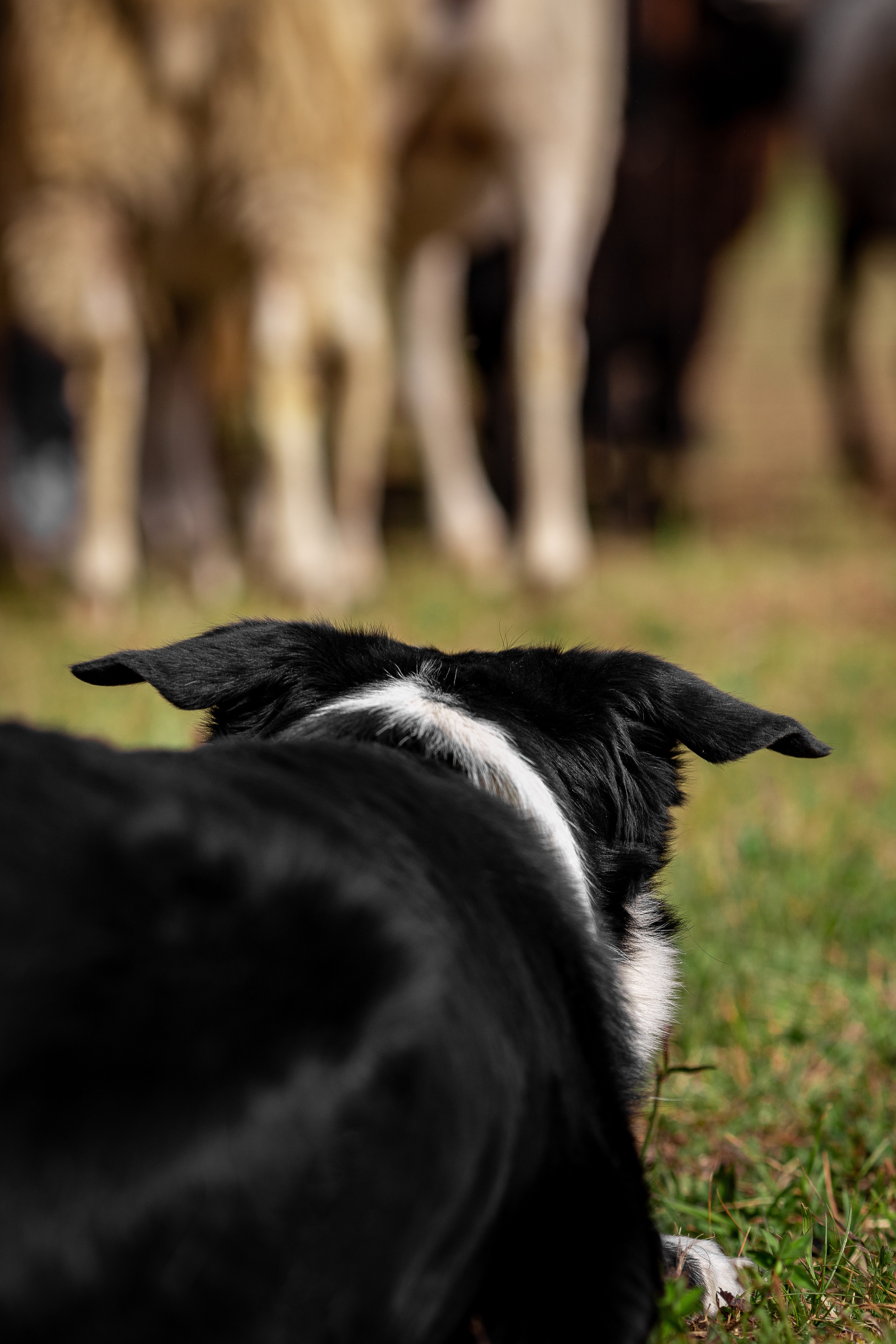 Пастьба. Фотограф Анималист в Перми Анастасия Остерман