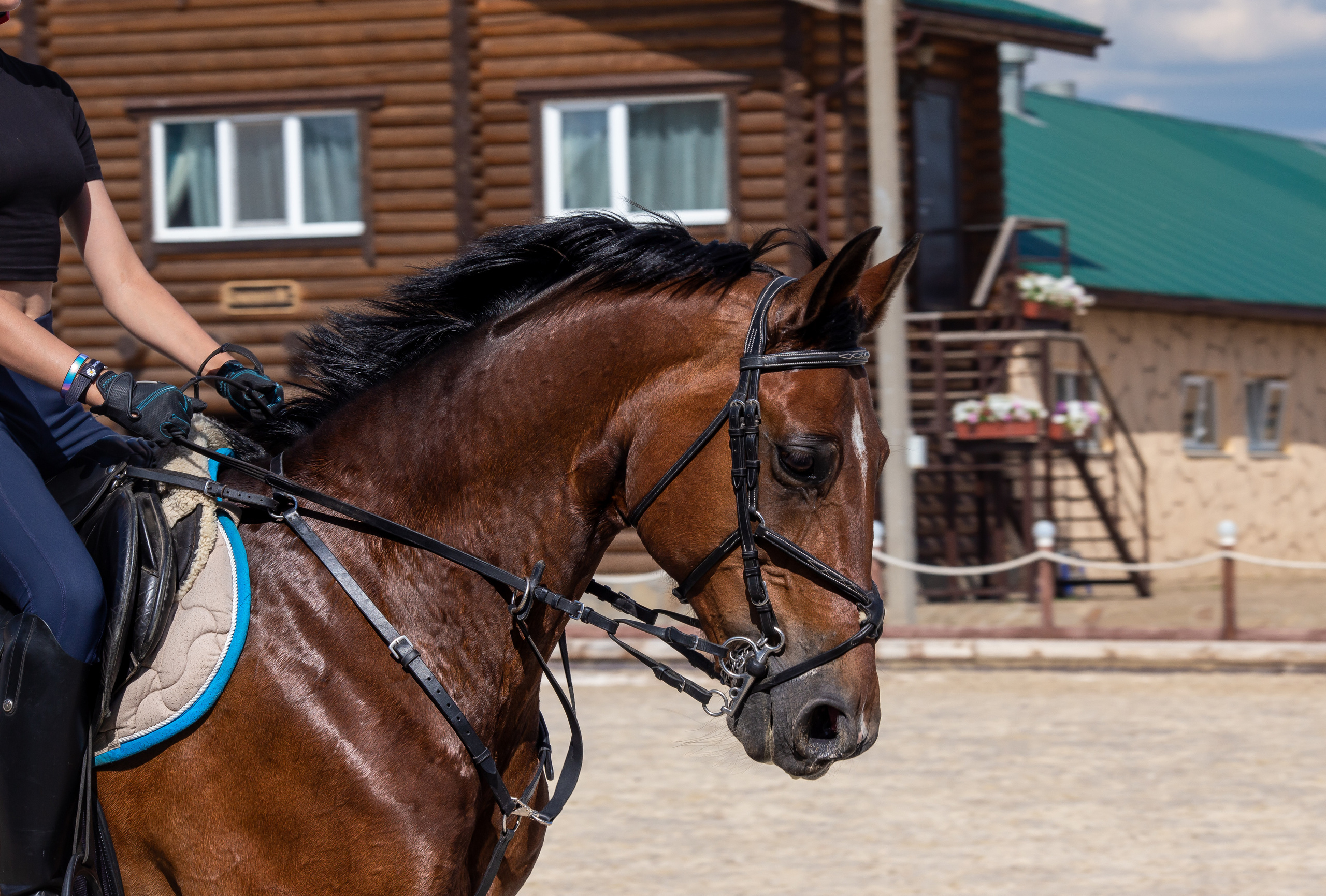 Конное тренировочное