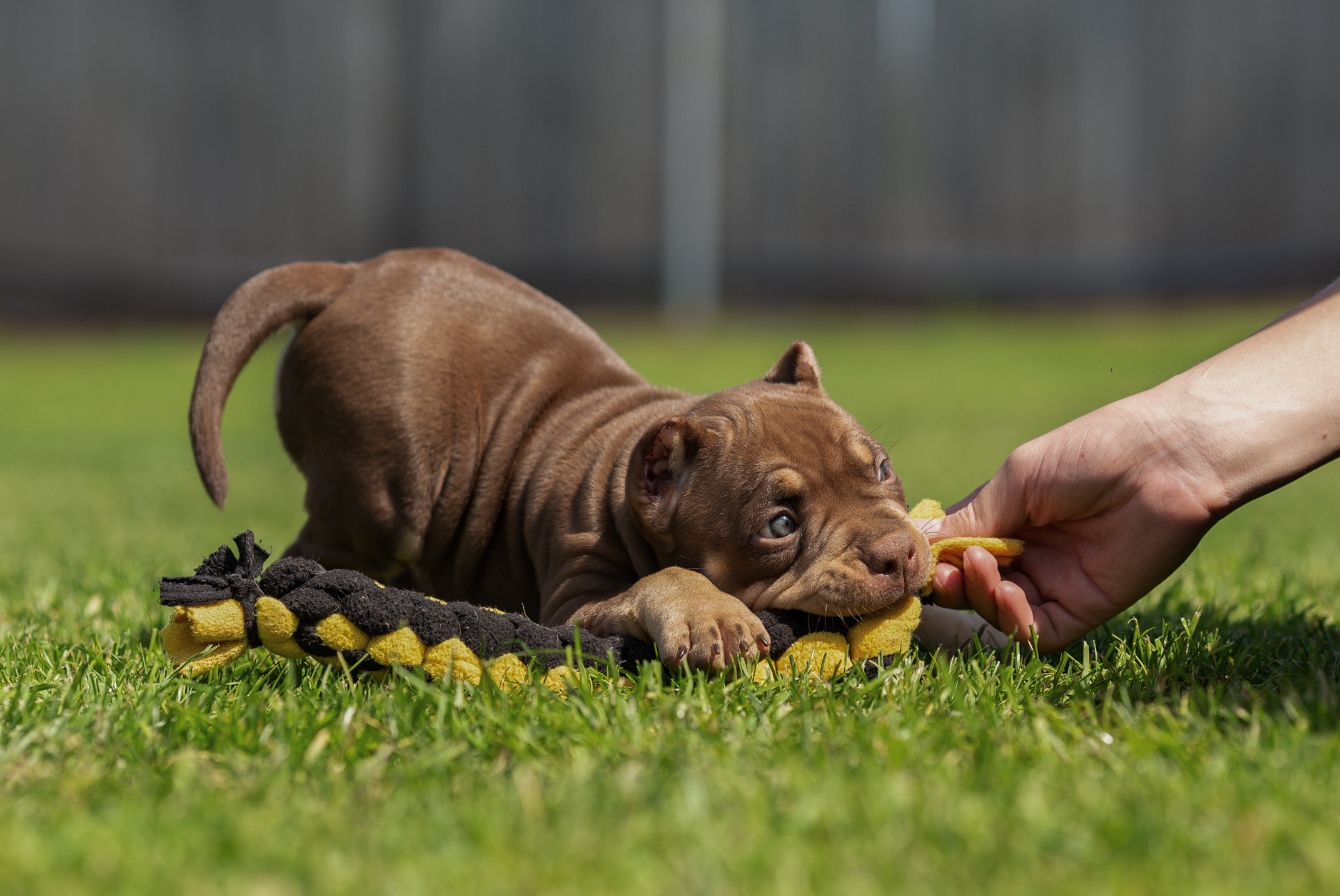 Малыши Булли. Фотограф Анималист в Перми Анастасия Остерман