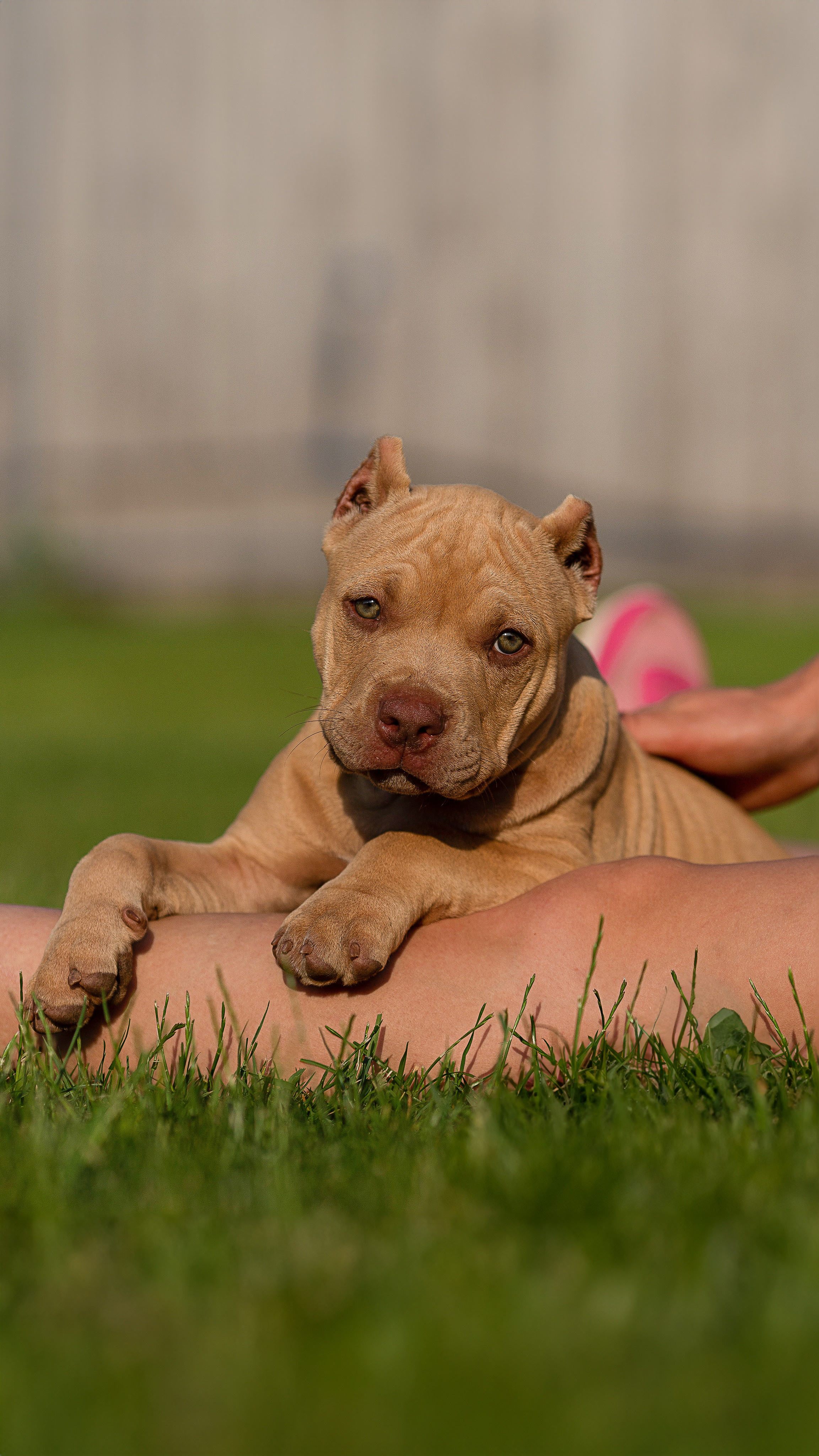 Булляшики. Фотограф Анималист в Перми Анастасия Остерман